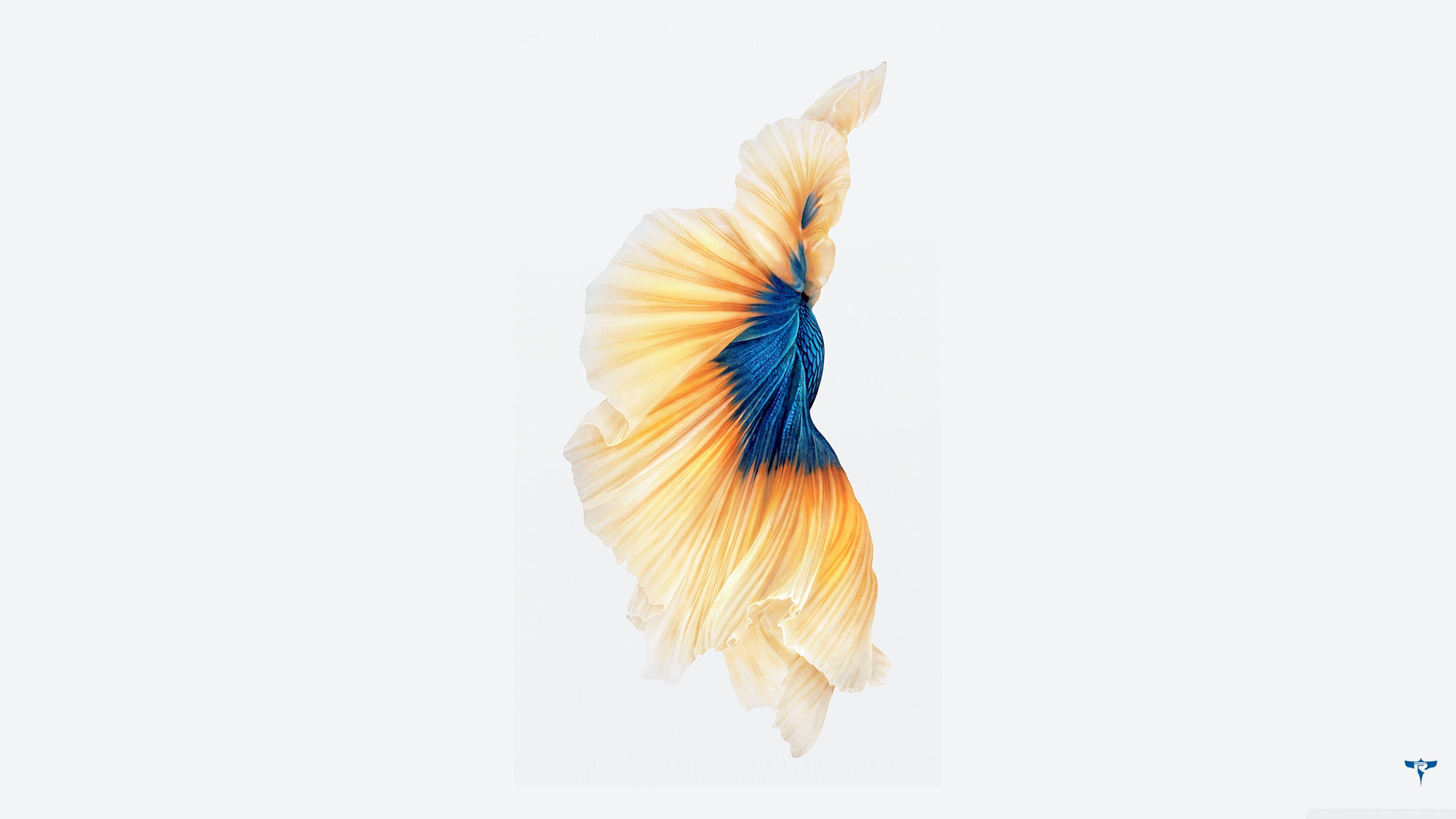 3840x2160 iPhone 6S ❤ 4K HD Desktop Wallpaper for 4K Ultra HD TV • Tablet