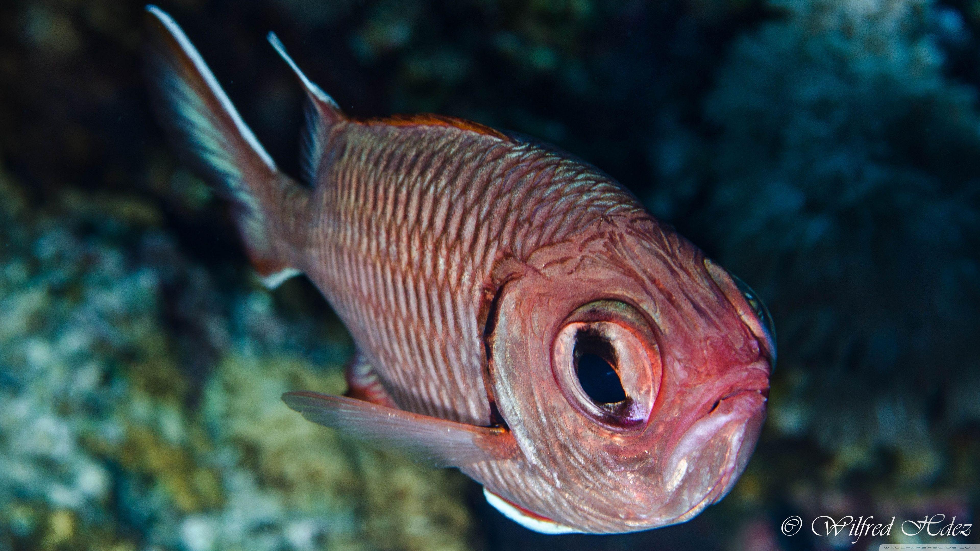 Какие глаза у рыб. Красный нитепер рыба. Звездочет рыбка аквариумная. Большеглазый окунь Красноморский. Рыбка с большими глазами.