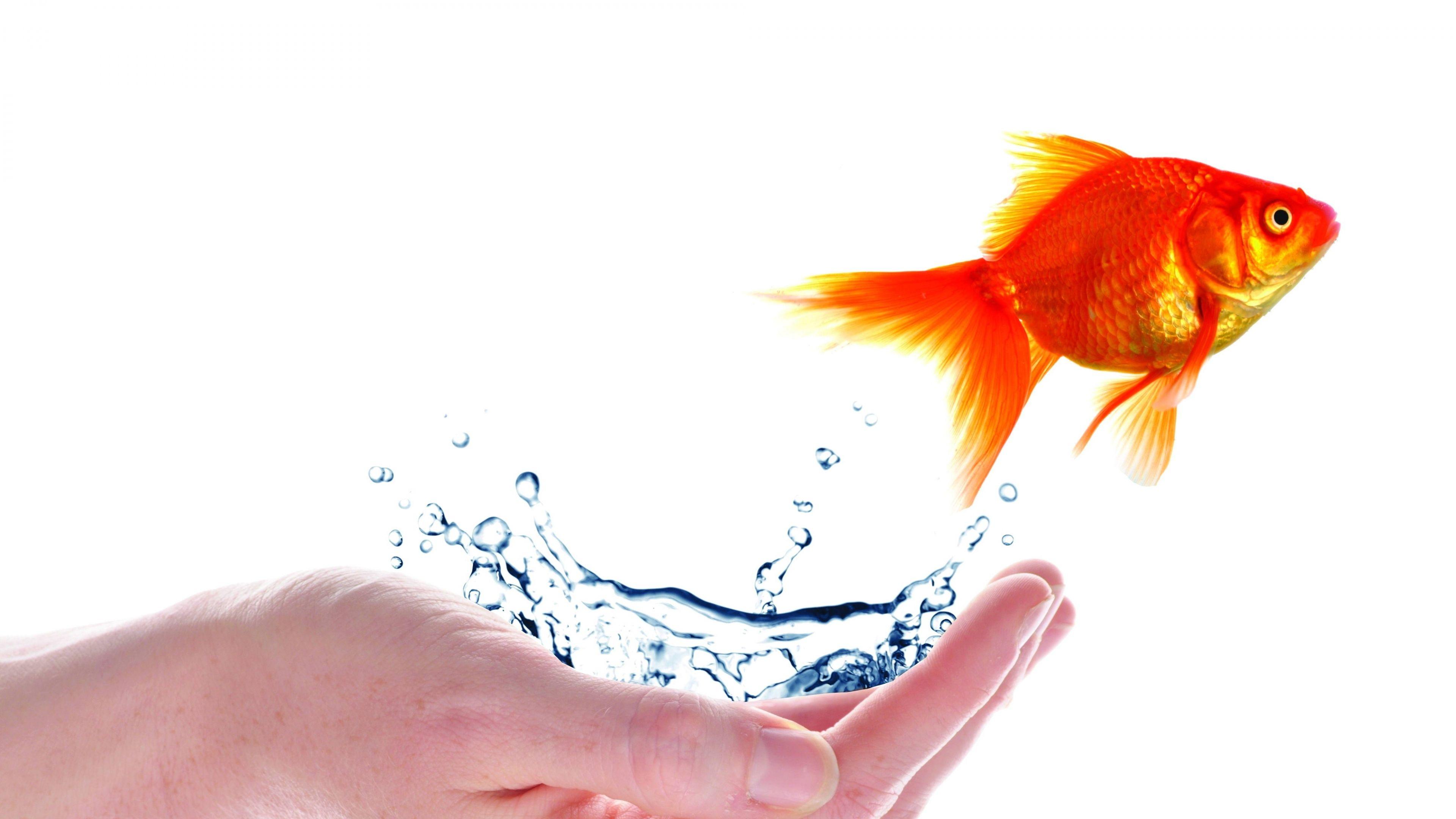 3840x2160 Fish palm spikes white background jump 4k 3840×2160 5k 8k Ultra