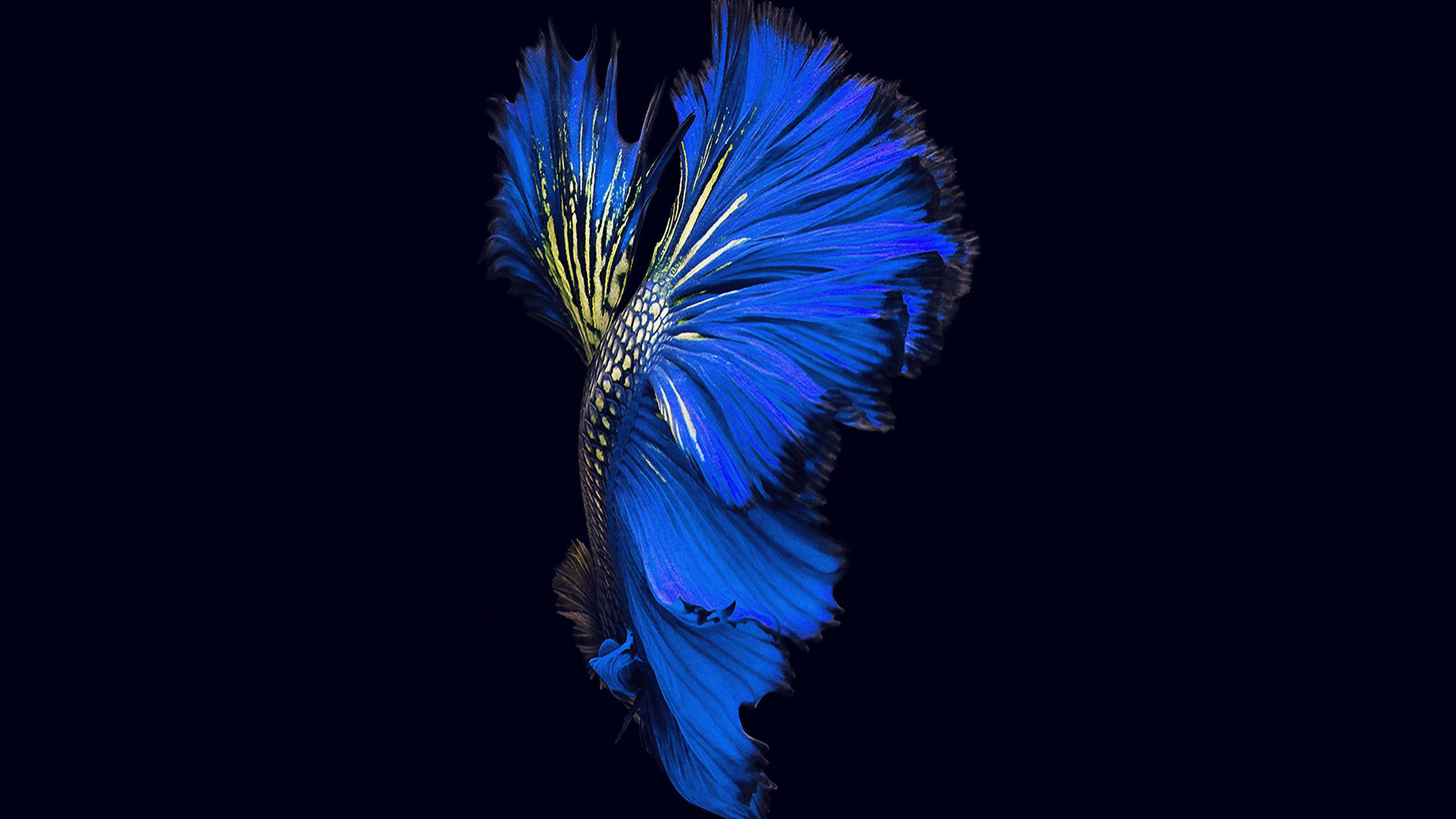3840x2160 Apple Ios9 Fish Live Background Dark Blue