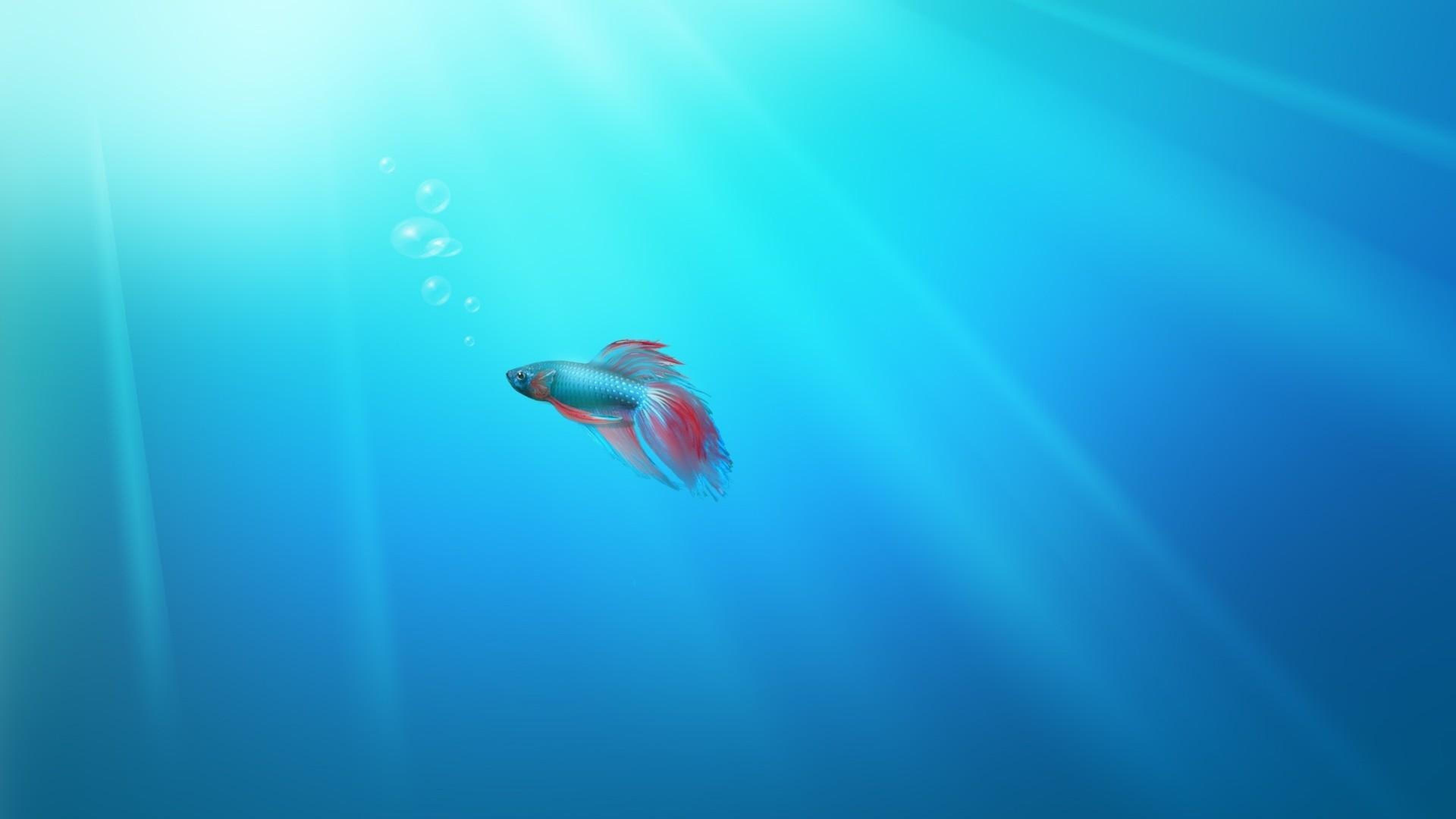 3840x2160 Bubbles Minimalism Fish Artwork HD Wallpaper, Desktop Background
