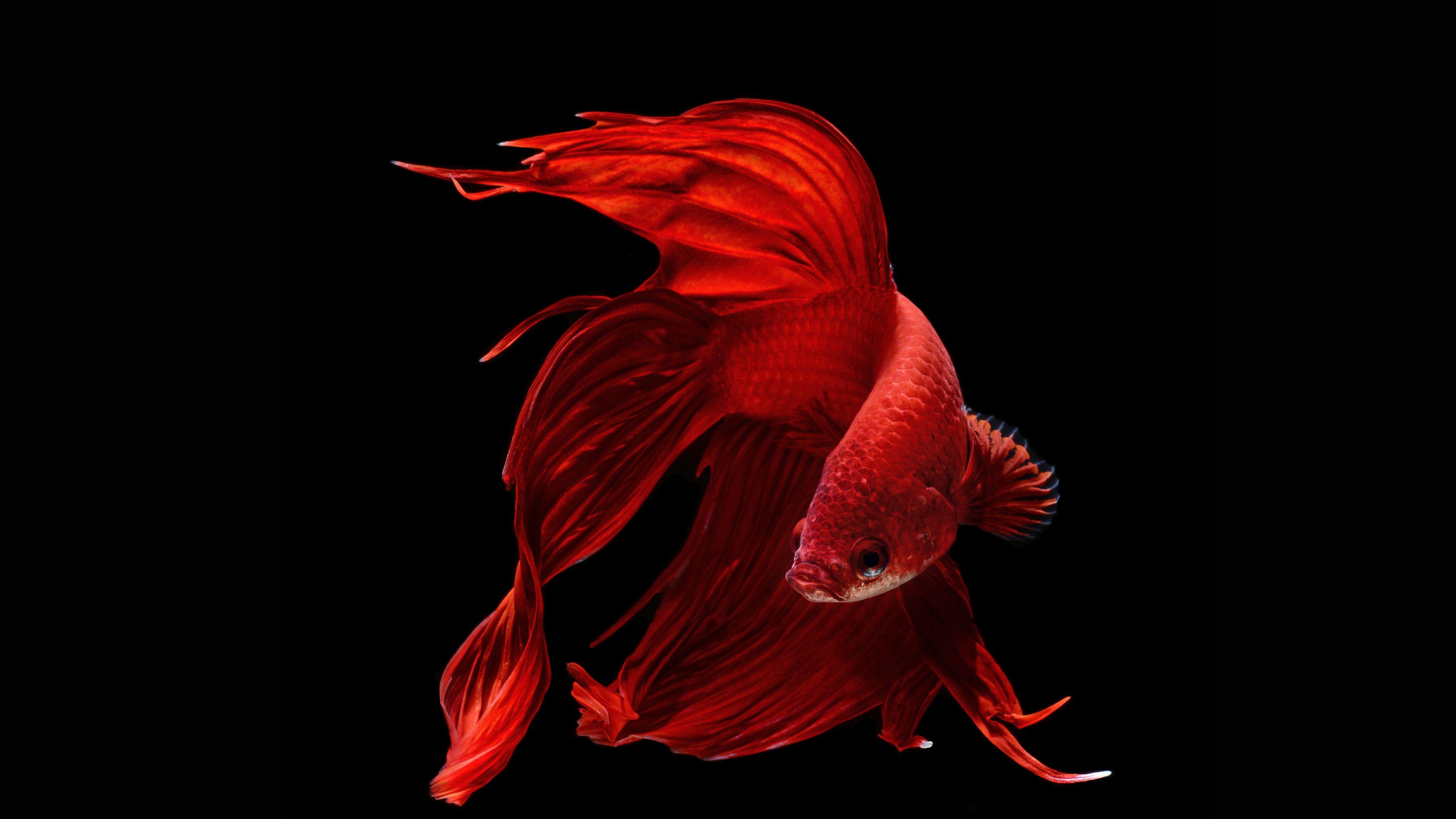 Red Fish Images  Free Download on Freepik