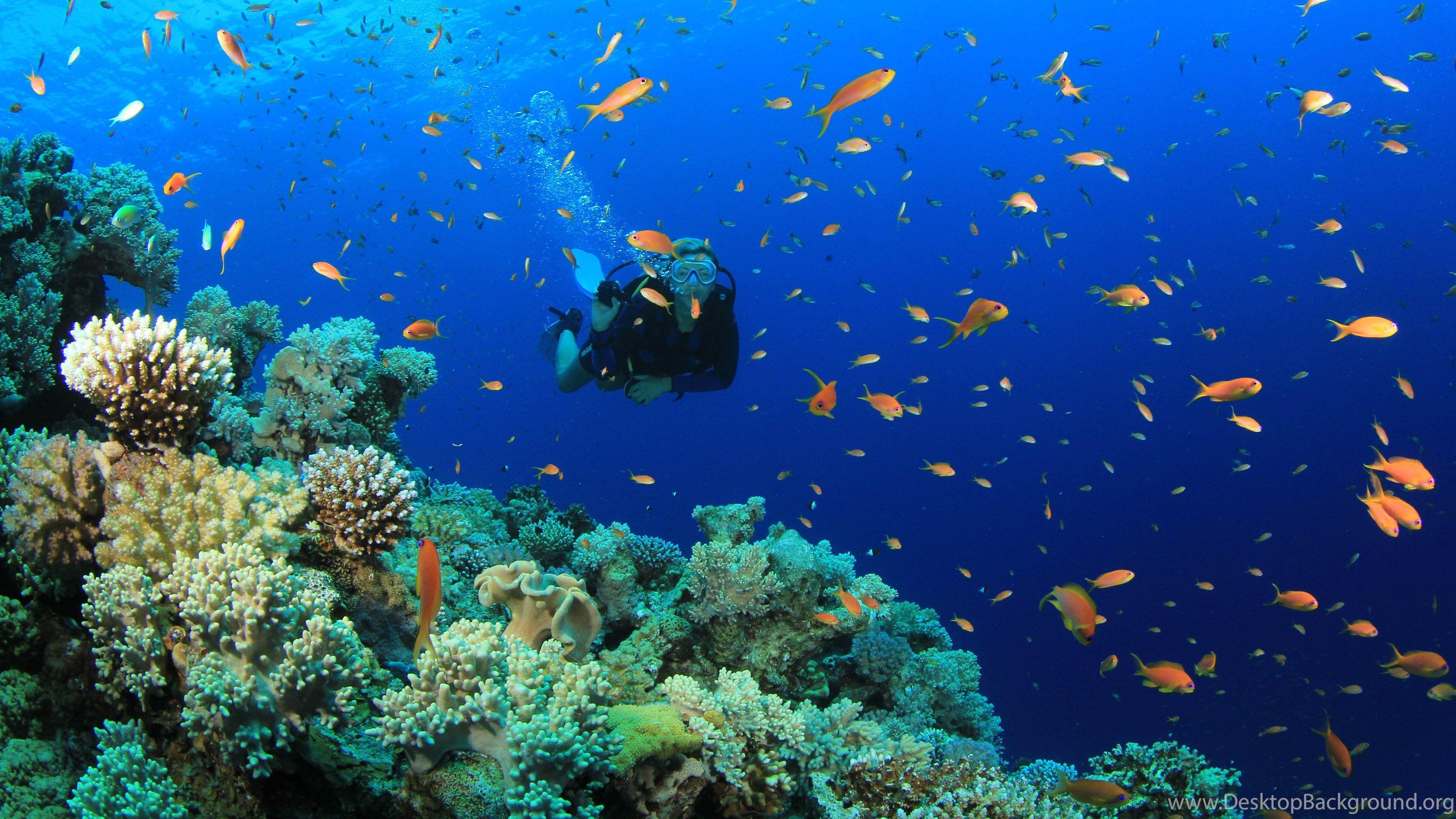 3840x2160 Scuba Diving Diver Ocean Sea Underwater Fish Wallpaper 5184x2904
