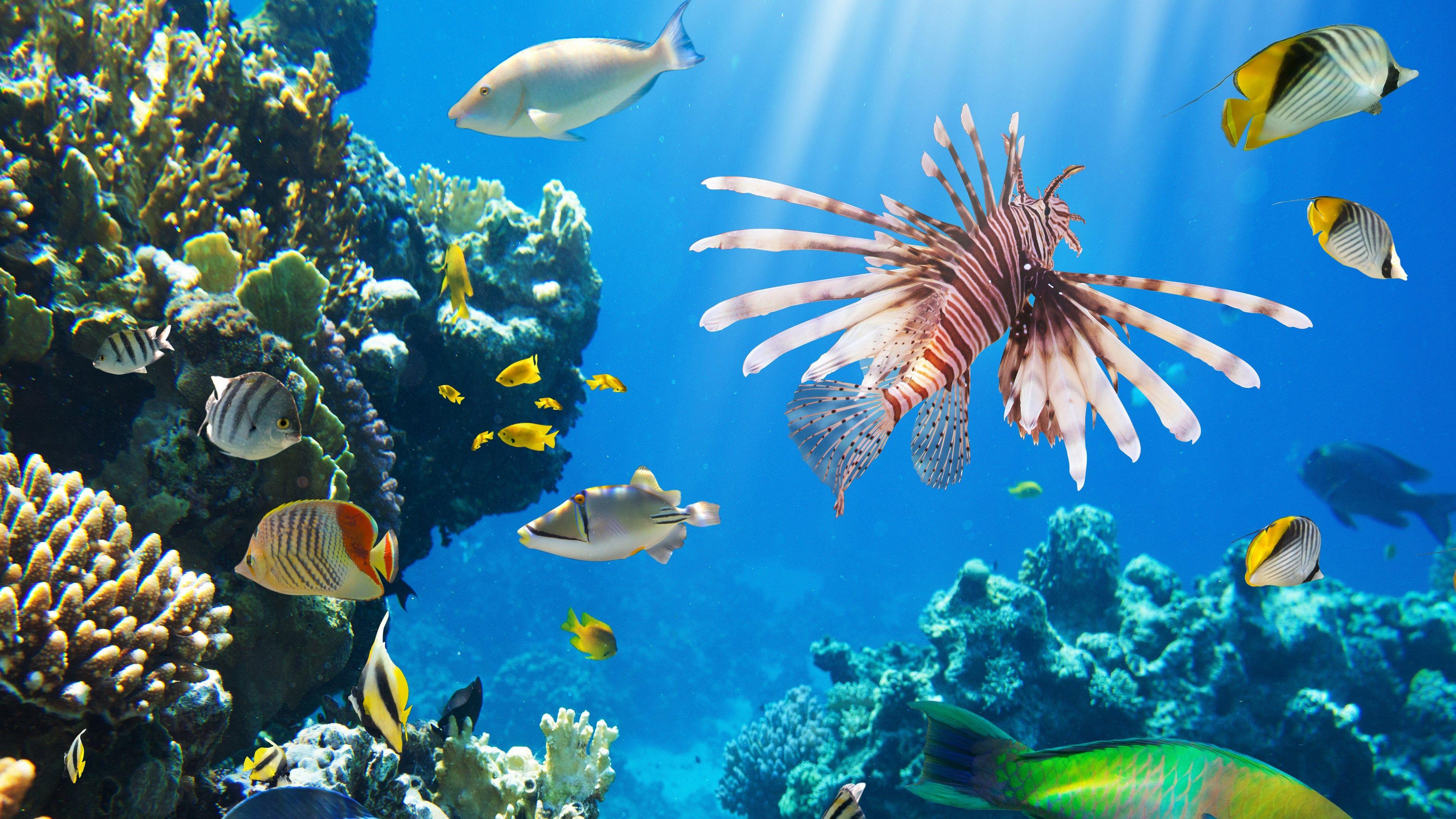 3840x2160 Beautiful coral reef wallpaper, coral reef deskto Collections