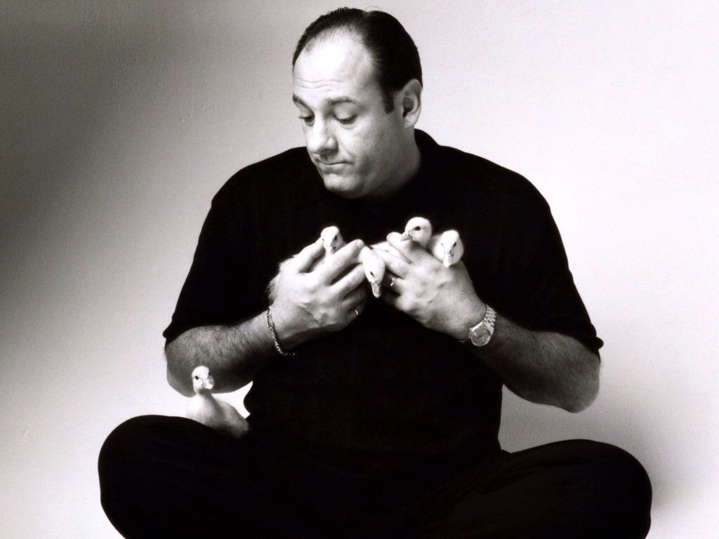 1024x768 James Gandolfini & His Baby Ducks