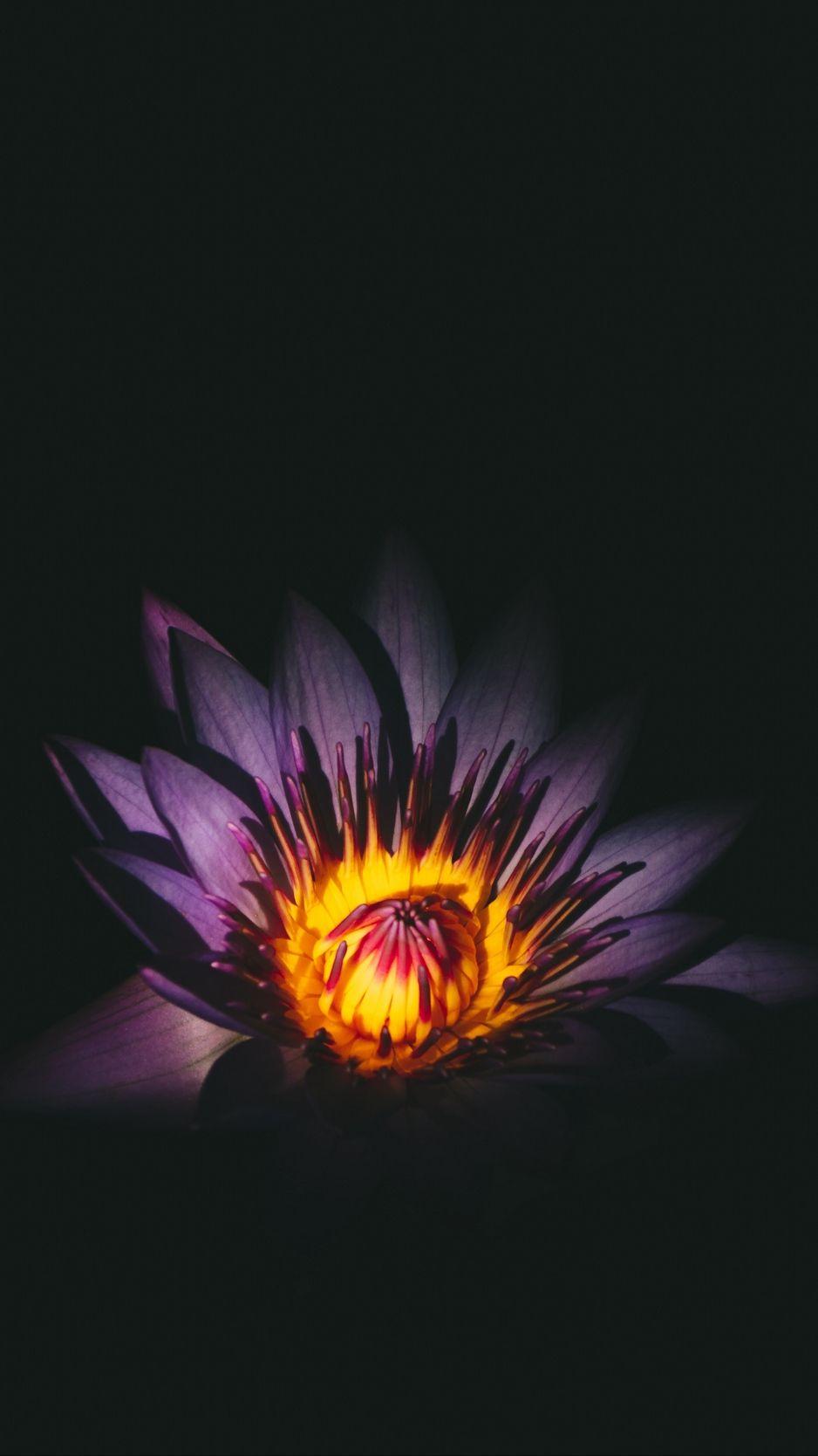 938x1668 Download wallpaper 938x1668 lotus, flower, bud, purple