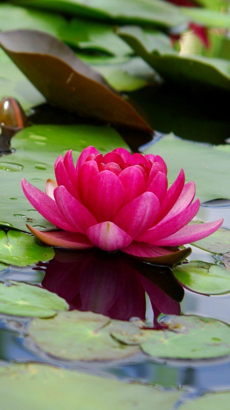750x1334 Download wallpaper 750x1334 lotus, flower, pink, leaf, lake, iphone iphone 750x1334 HD background, 5408