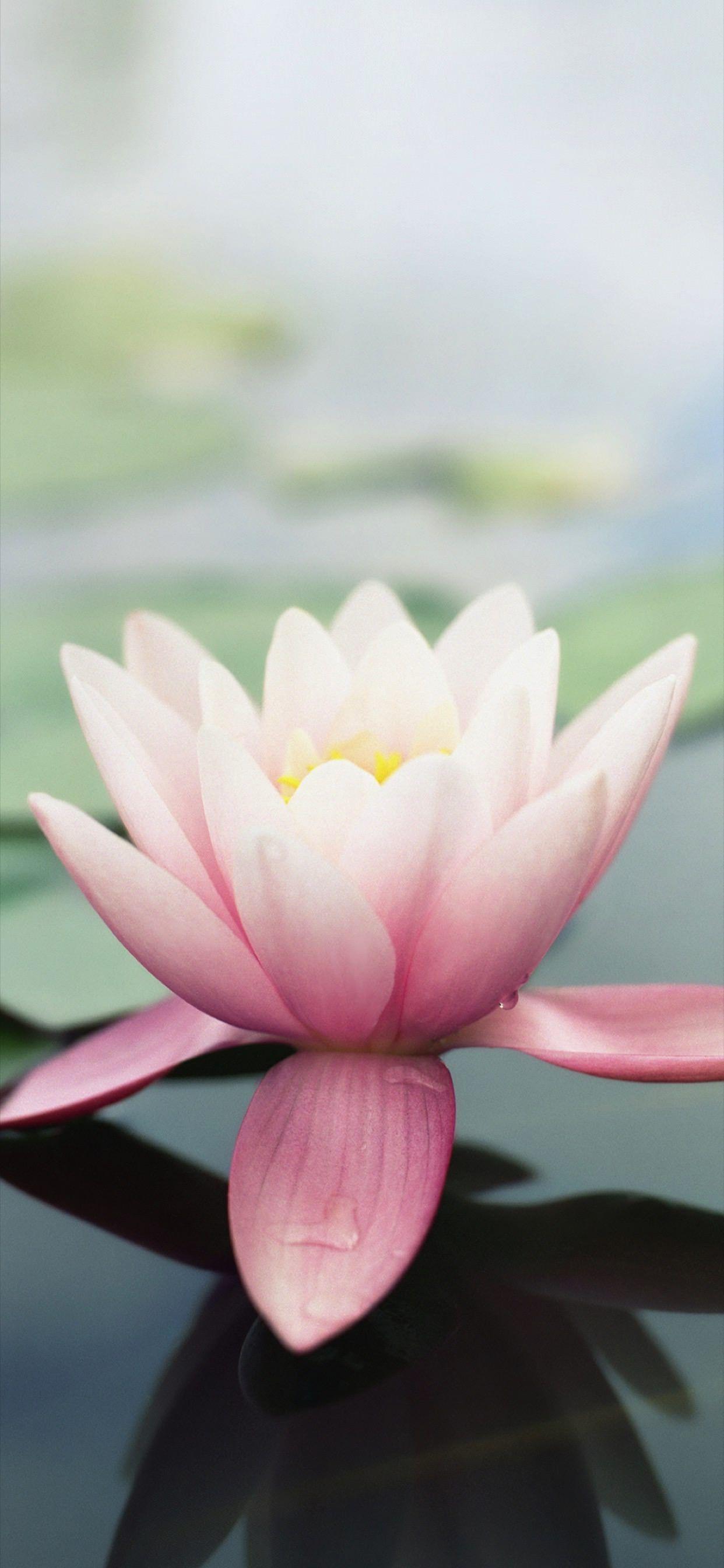 1242x2688 iPhone XS Max / XS / XR 壁紙 0502. Wallpaper in 2019