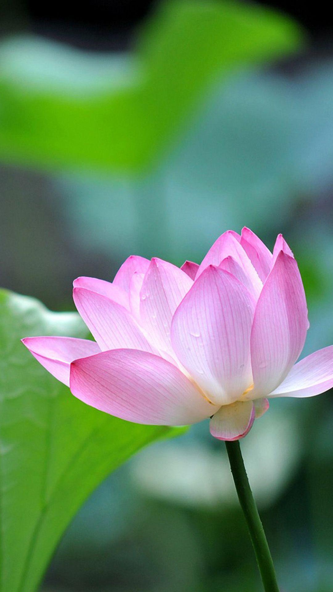 1080x1920 Fresh Lotus Bokeh Macro iPhone 8 Wallpaper Free Download
