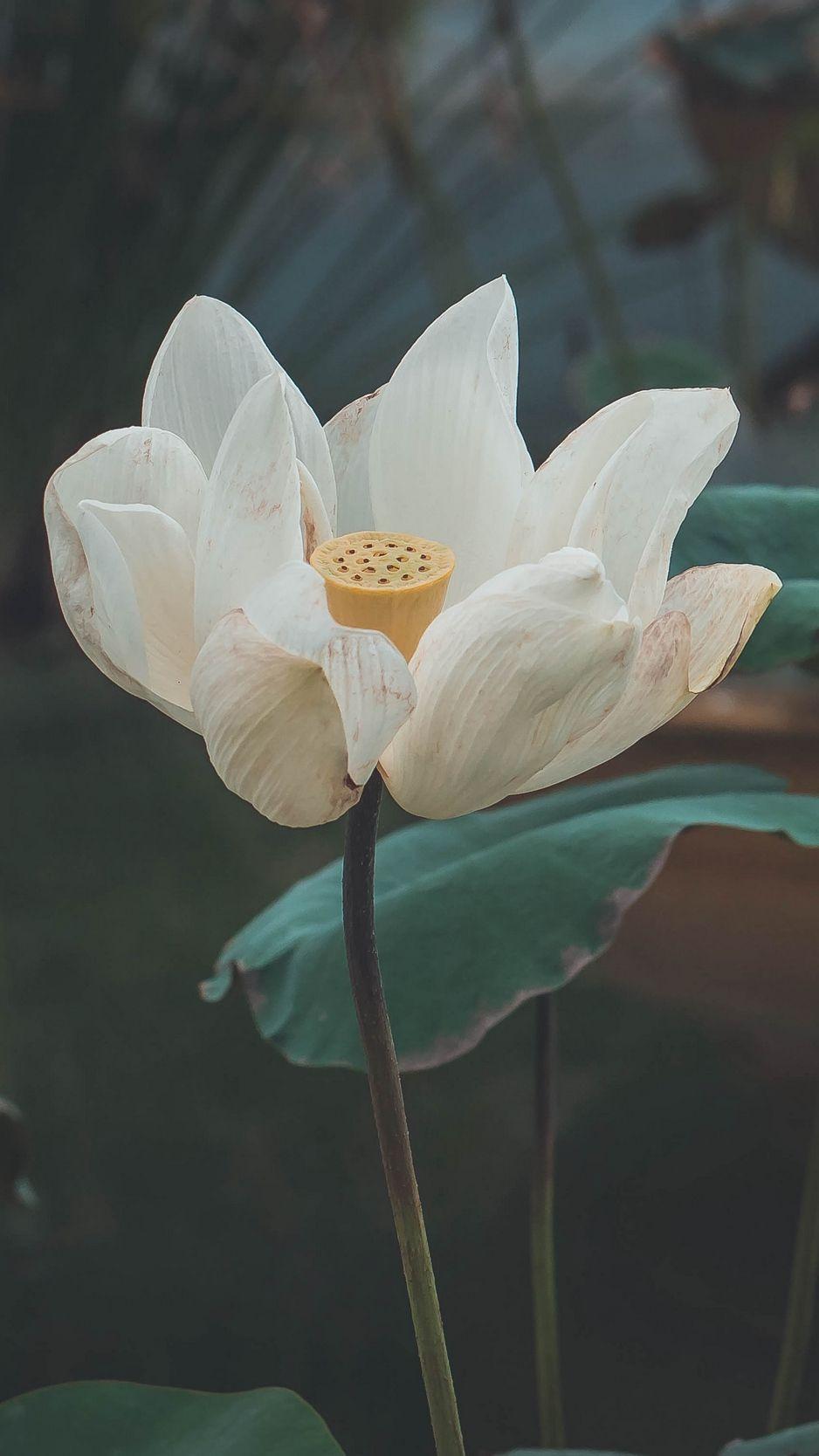 938x1668 Wallpaper Lotus, Flower, White, Bud, Petals, Bloom