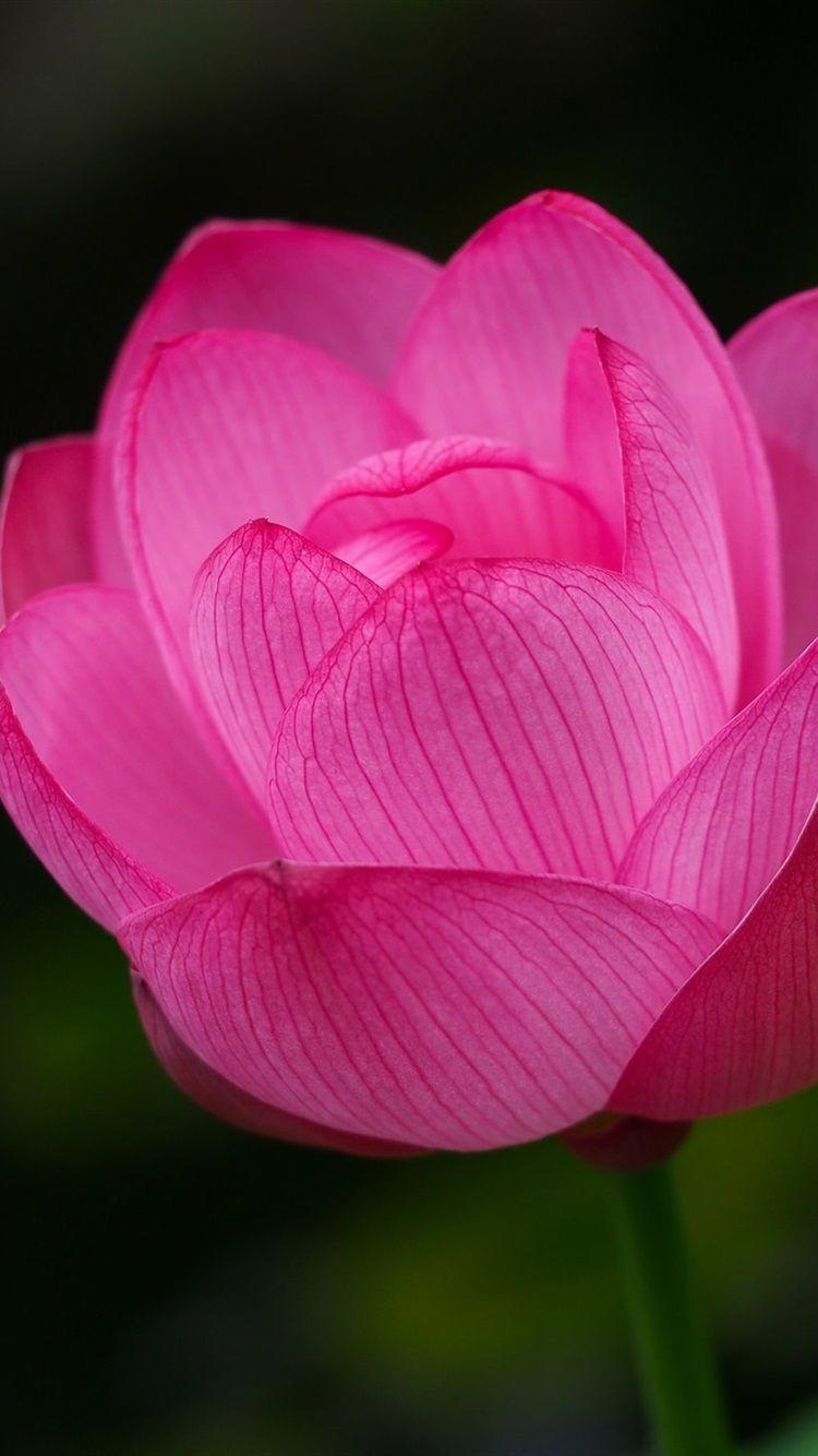 750x1334 One Pink Lotus Close Up 750x1334 IPhone 8 7 6 6S Wallpaper