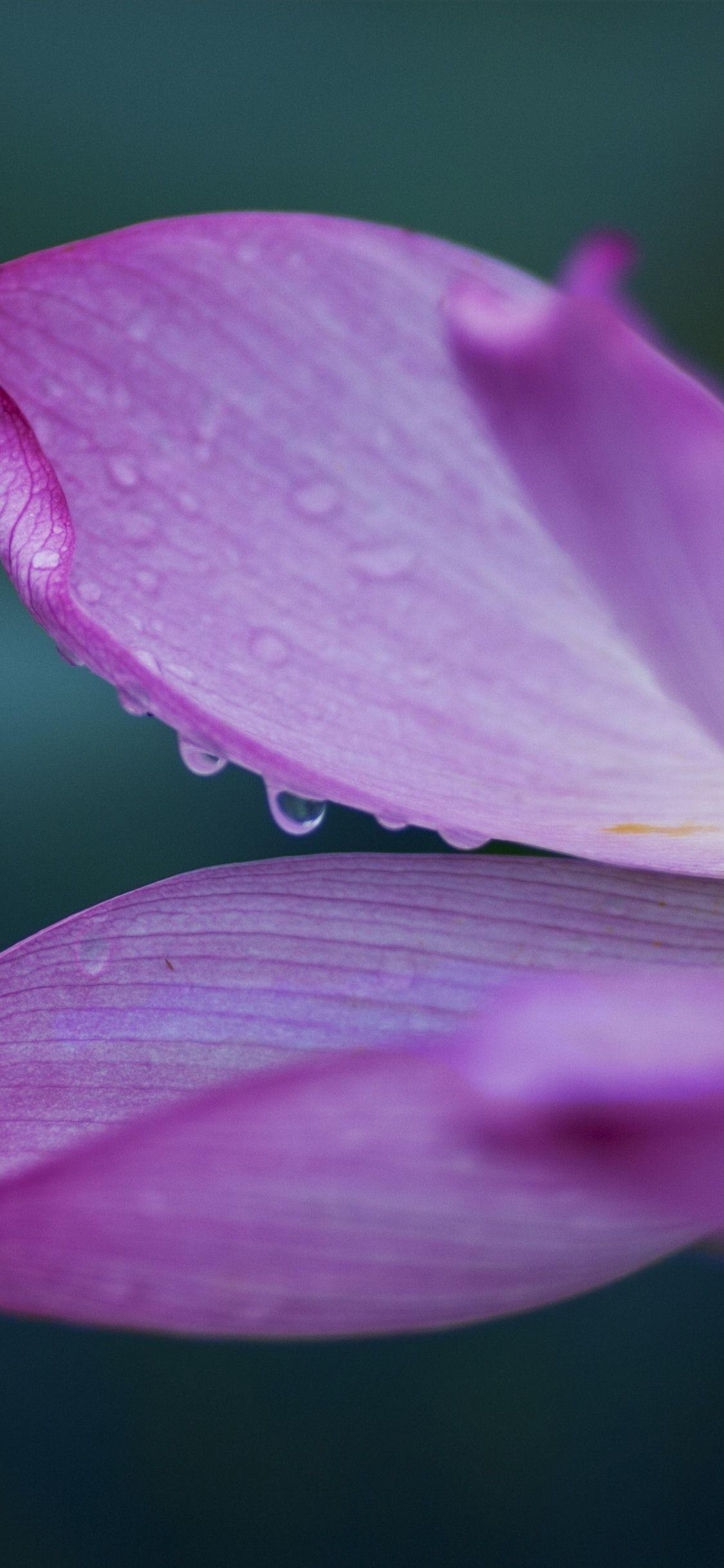 Lotus iPhone Wallpapers - Top Free Lotus iPhone Backgrounds