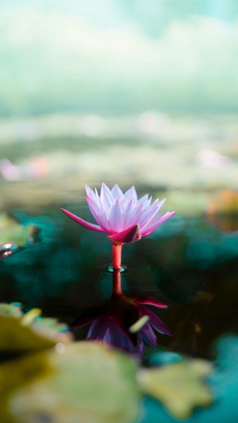800x1420 Download wallpaper 800x1420 lotus, flower, water, pink, blur
