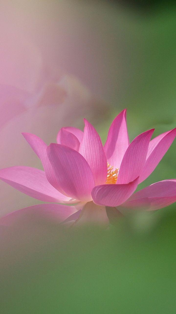720x1280 Wallpaper Flower Wallpaper iPhone Download