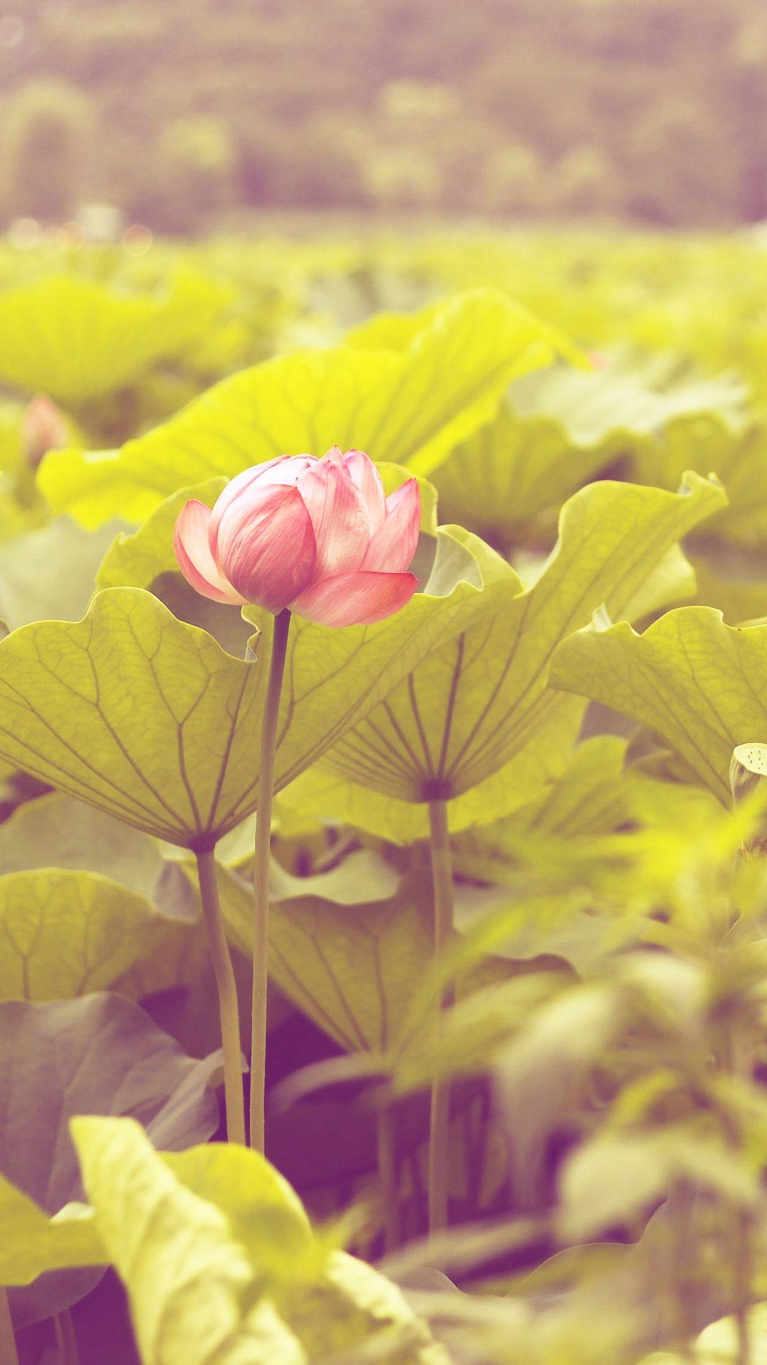 1080x1920 Lotus Flower iPhone Wallpaper HD