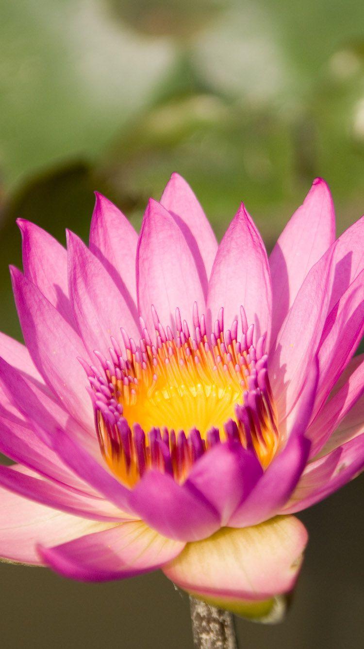 750x1334 Pink Flower Lotus wallpaper iPhone 6S 750x1334 HD