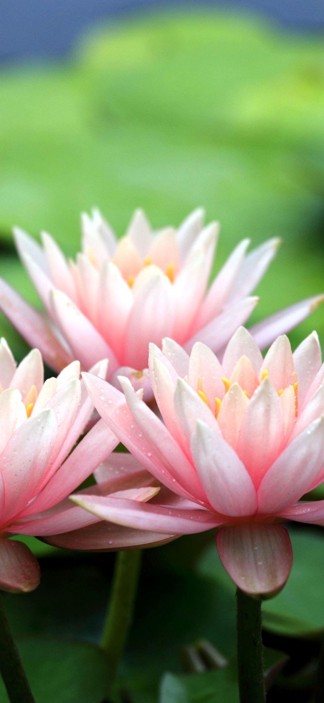 1125x2436 Lotus iPhone X Wallpaper HD High Resolution 1125 x 2436