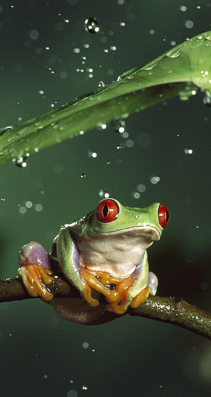 Thought Id share the iPhone frog wallpaper Ive had on my phone for years  Hope you enjoy   rfrogs