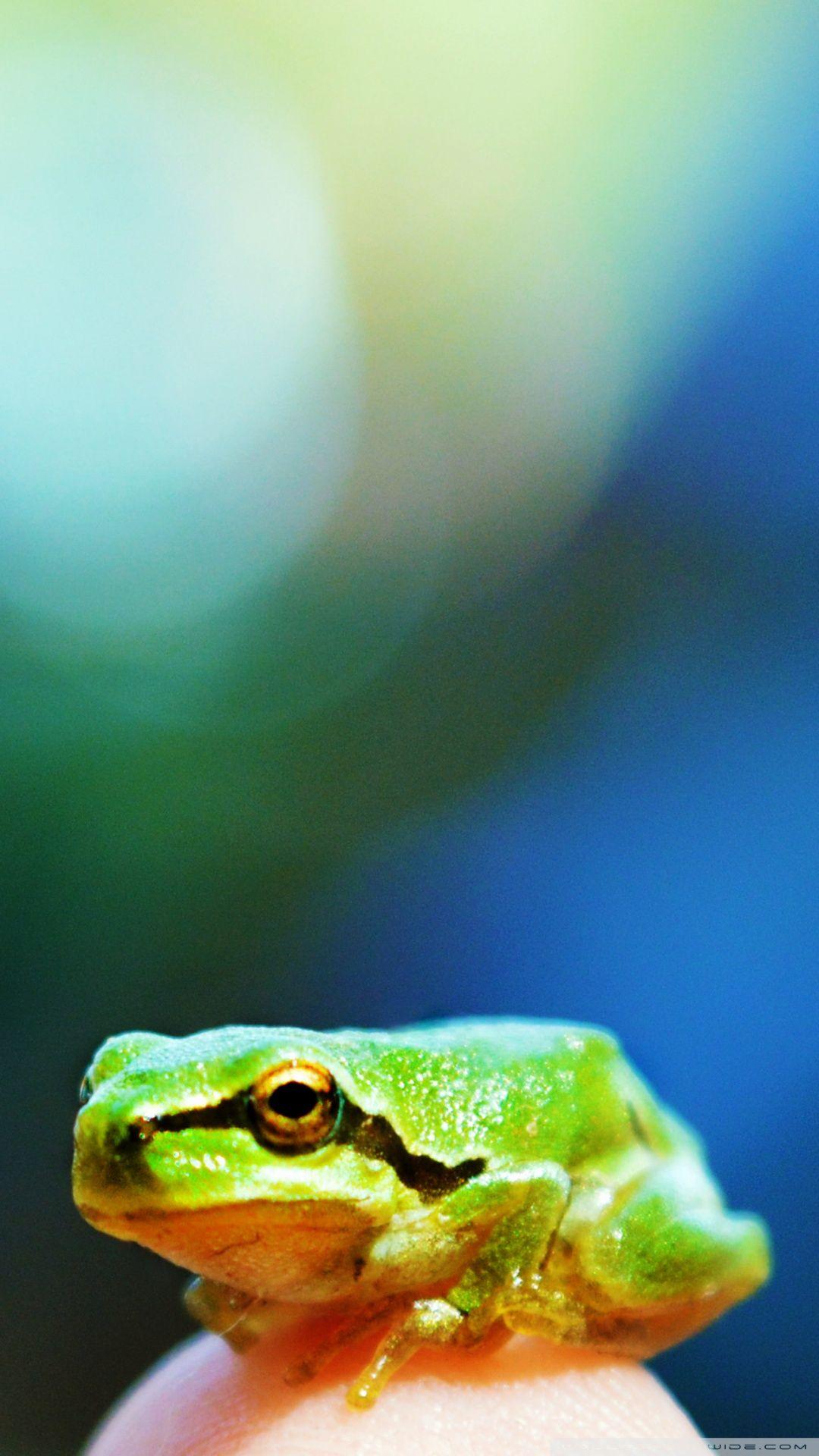 Three green frogs 750x1334 iPhone 8766S wallpaper background picture  image