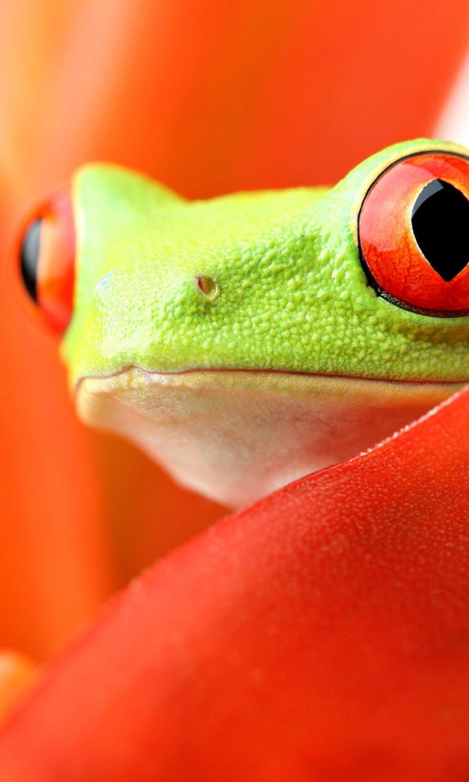 Frog background wallpaper by hende09  Download on ZEDGE  27a7
