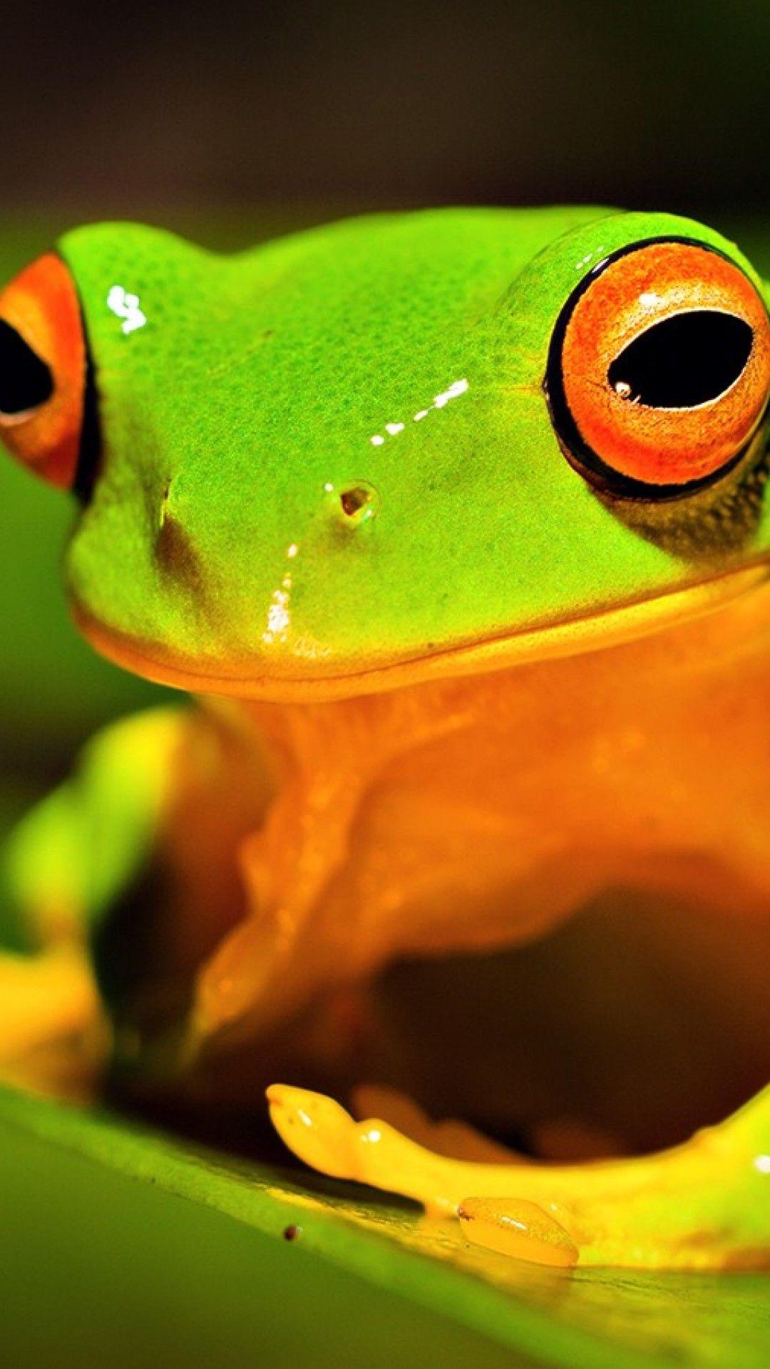 Frog iPhone Wallpapers - Top Free Frog iPhone Backgrounds - WallpaperAccess