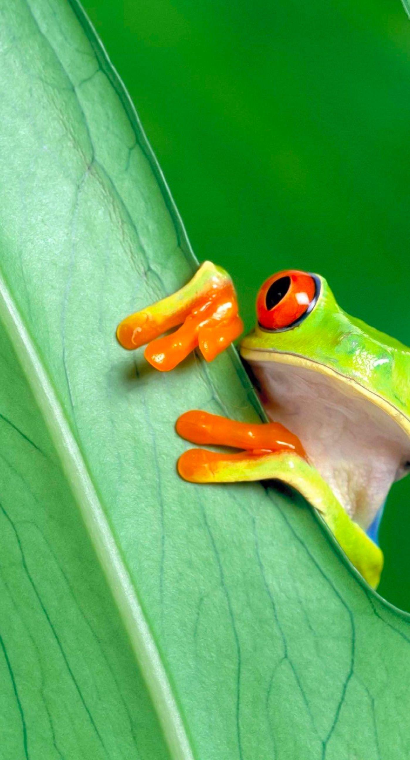 1398x2592 Animal frog green. wallpaper.sc iPhone7Plus