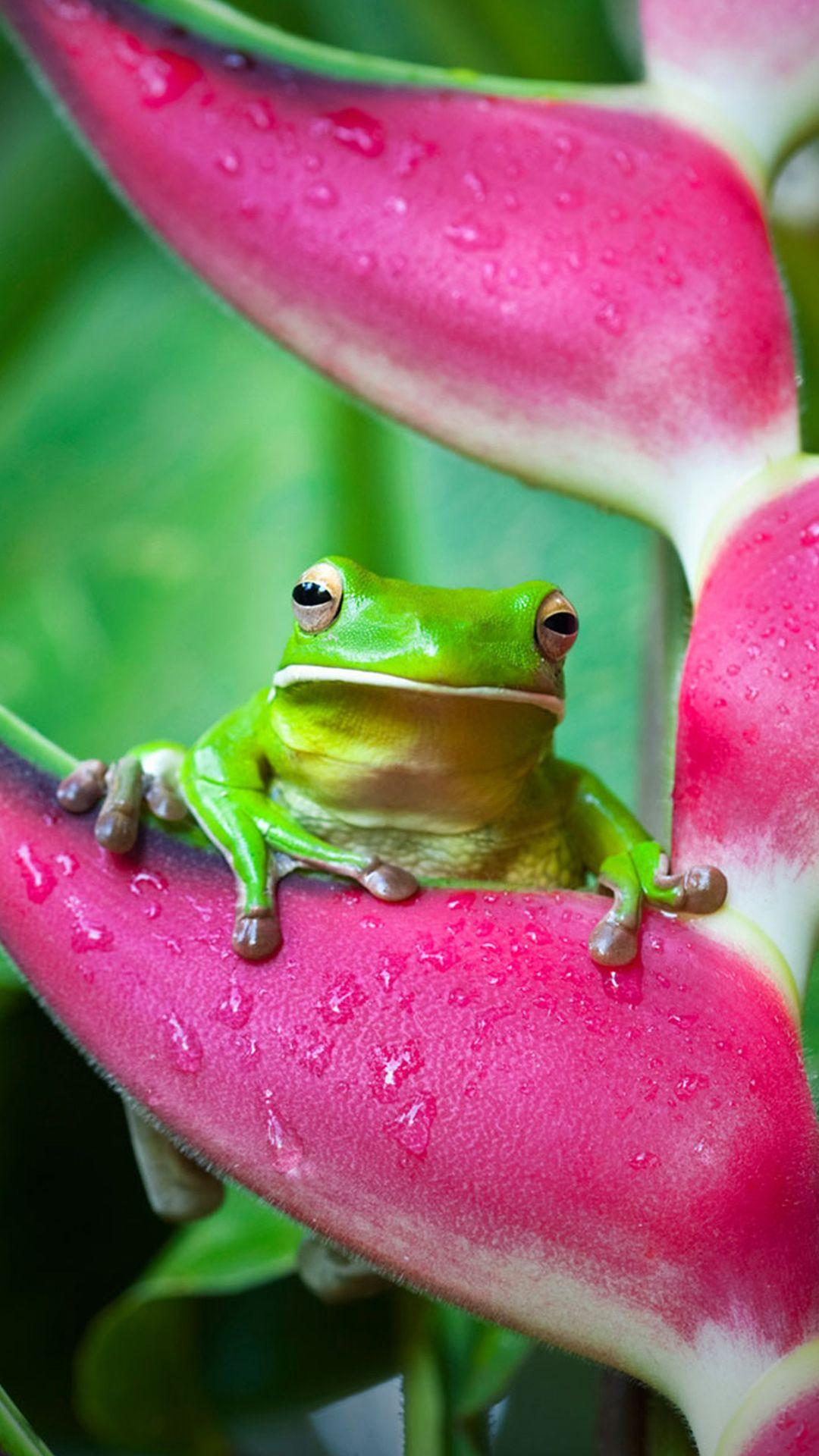 Best of Frog Wallpaper For Android - wallpaper quotes