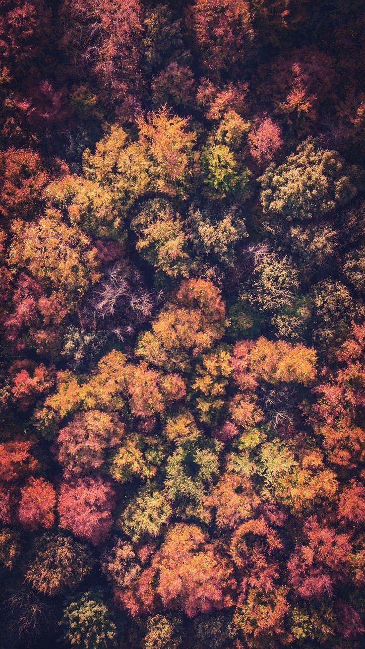 736x1308 Autumn Aesthetic Wallpaper