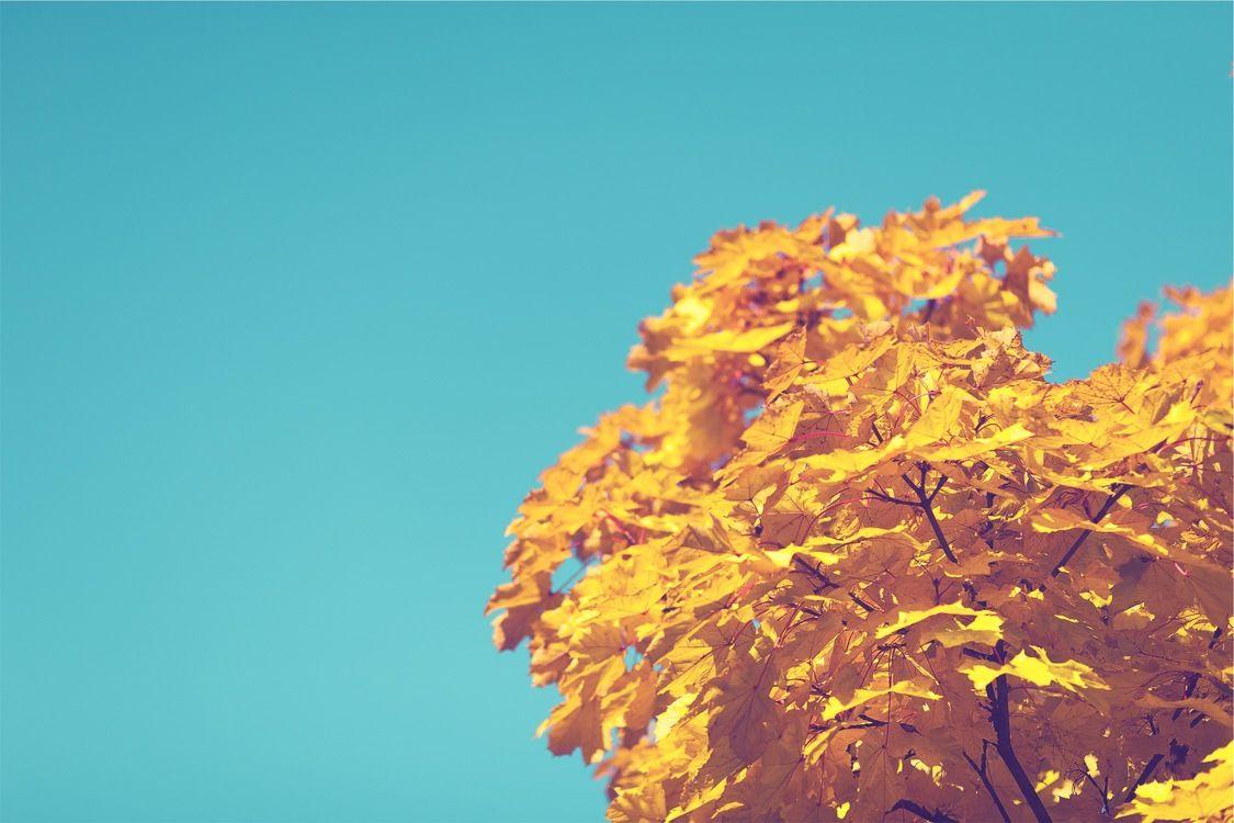 1125x750 Computer Wallpaper, Leaf, Tree Background Free Photo / Illustration