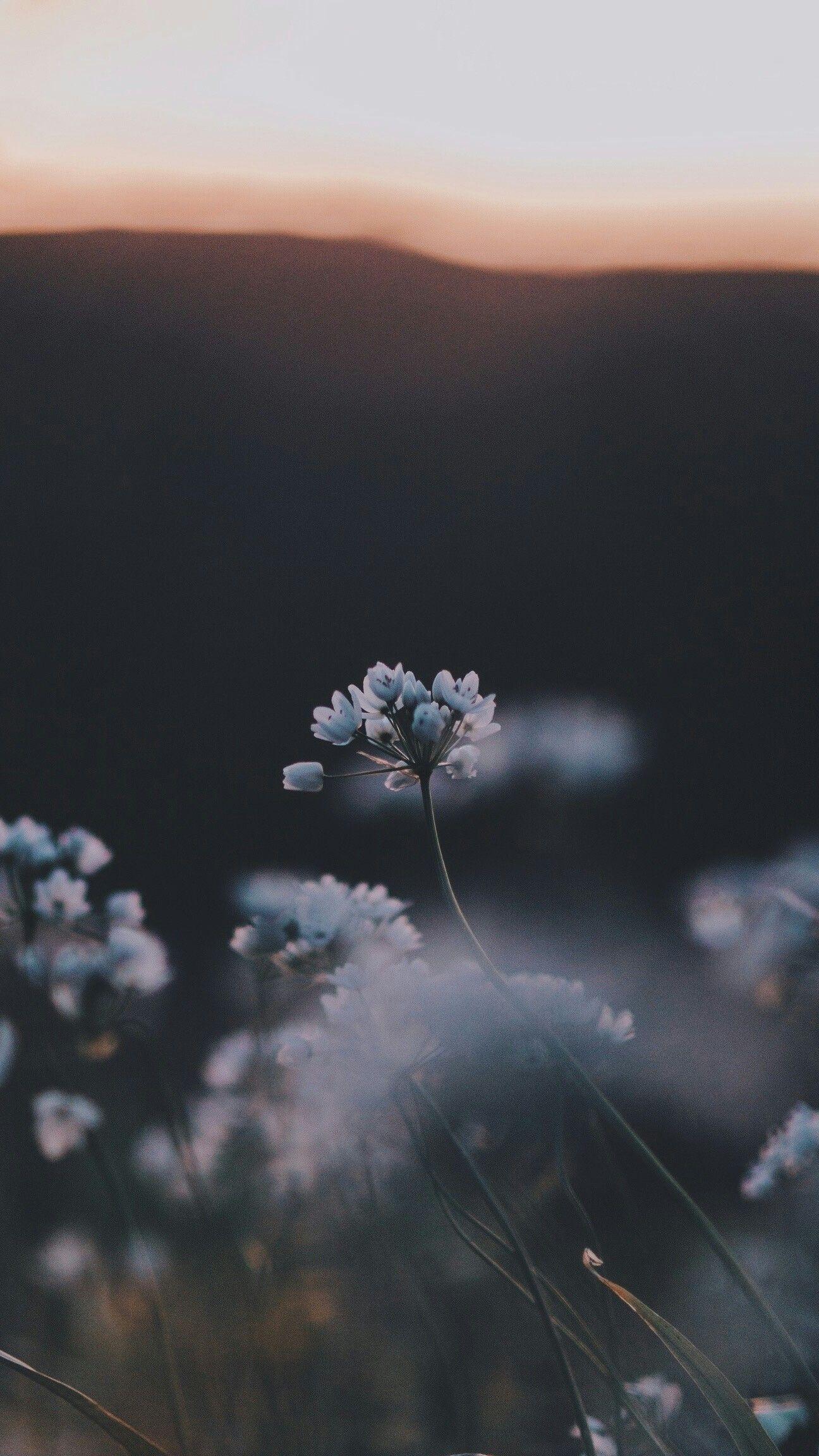 1296x2304 Pin By Mya Brossoit On Nature Photography. Flower Wallpaper
