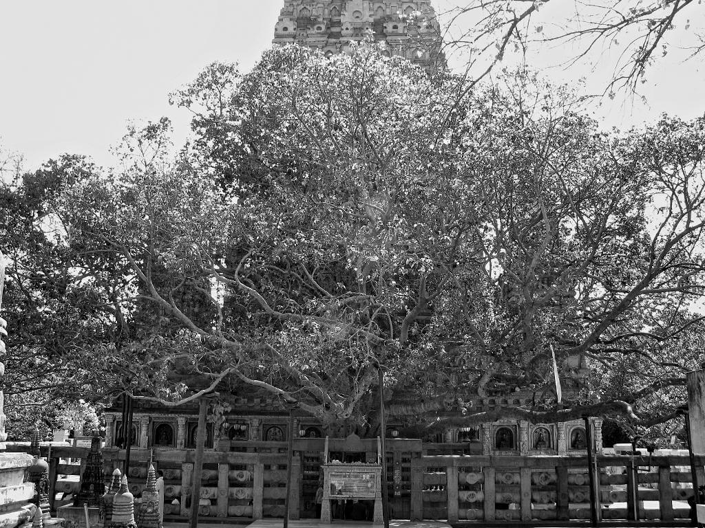 1024x768 enlightenment under the Maha Bodhi Tree