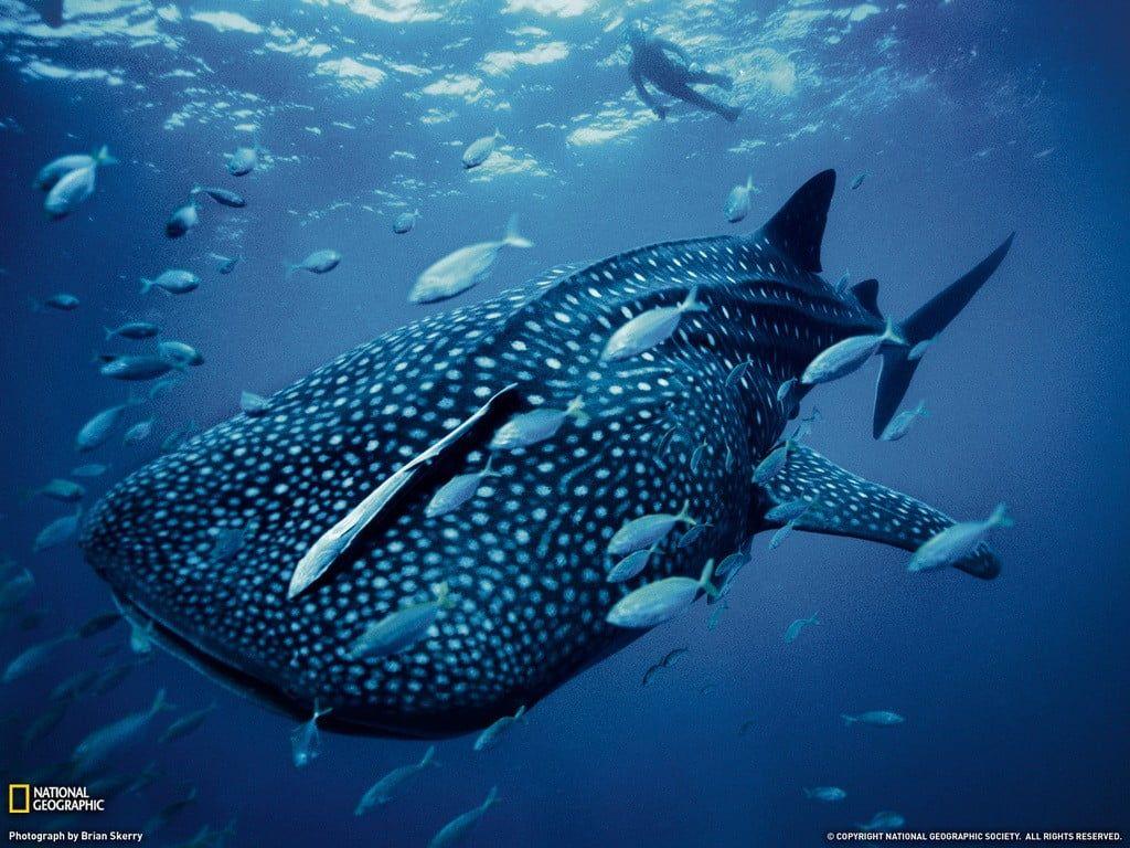 1024x768 Whale Shark with text overlay, shark, animals, National
