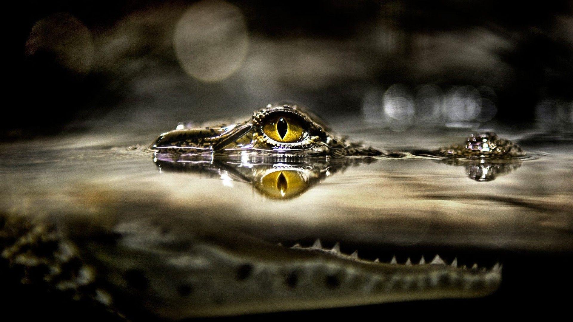 1920x1080 Nat Geo HD Wallpaper