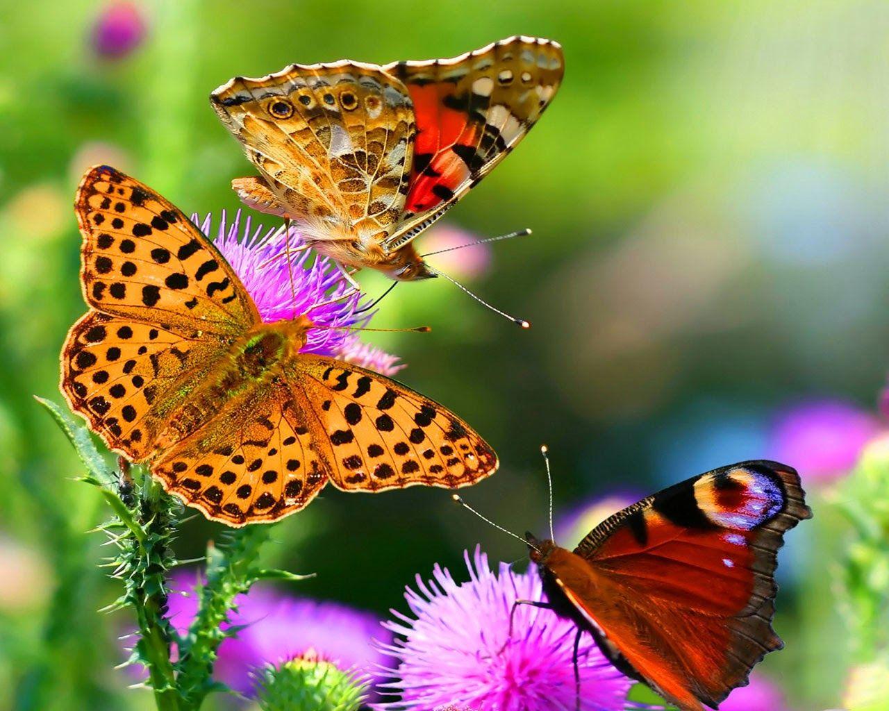 Download Butterfly Desktop Wallpapers Top Free Butterfly Desktop Backgrounds Wallpaperaccess