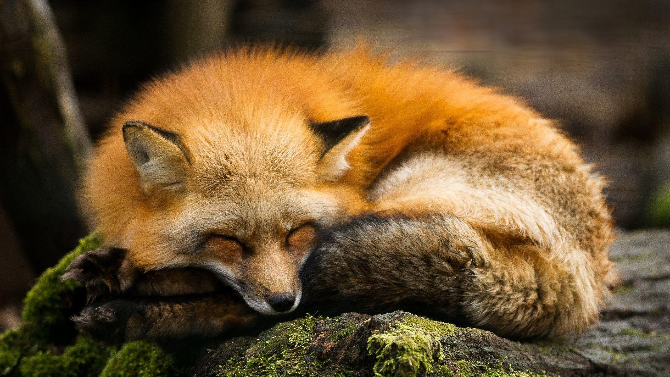 2560x1440 National Geographic Wallpaper HD background picture