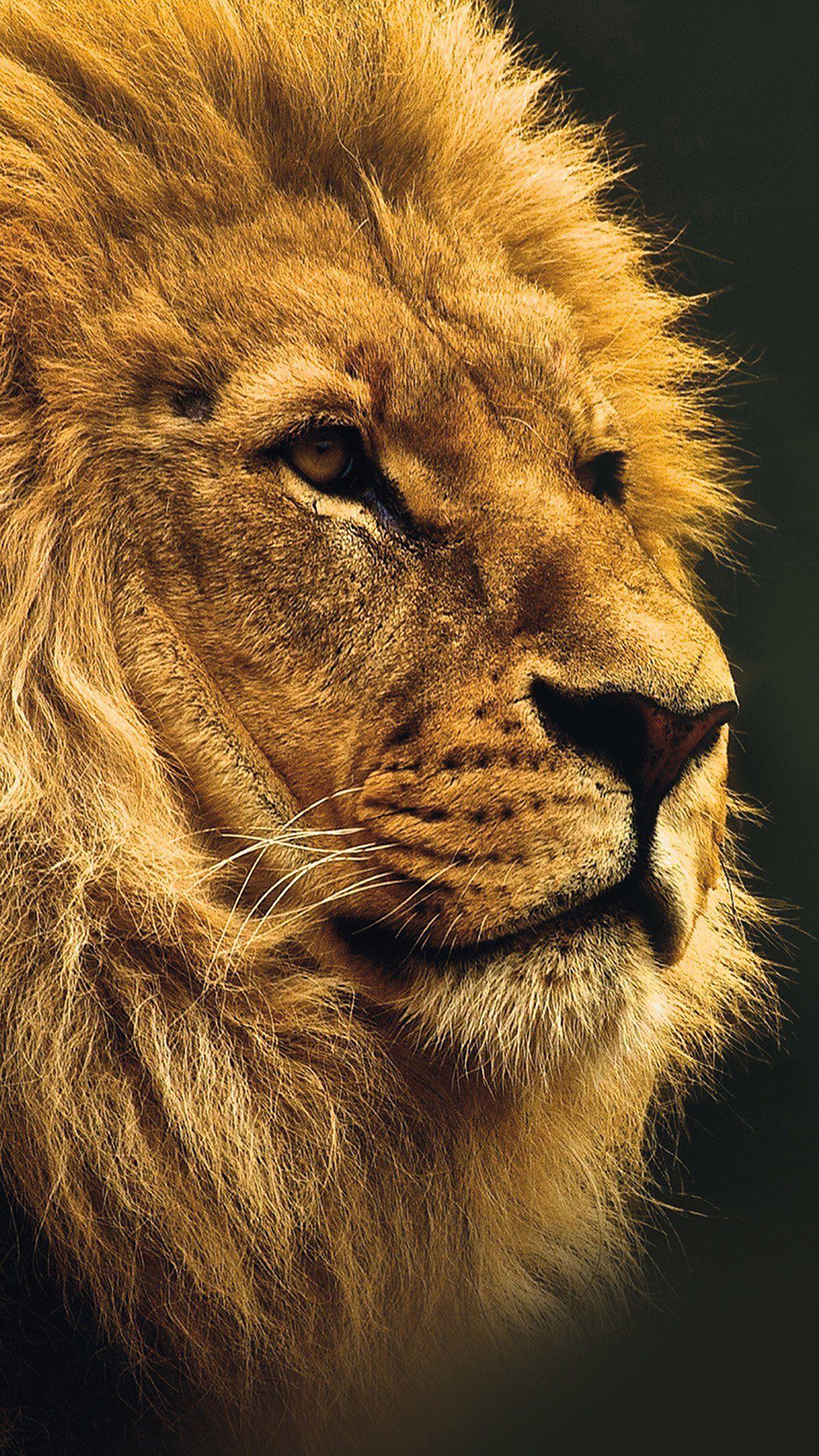 1242x2208 National Geographic Nature Animal Lion Yellow Android