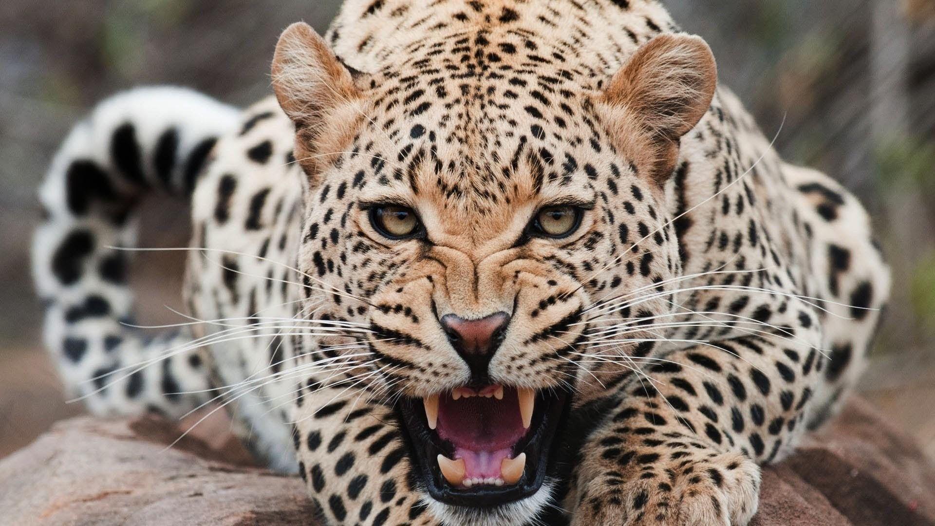 1920x1080 Nat Geo Wallpaper HD