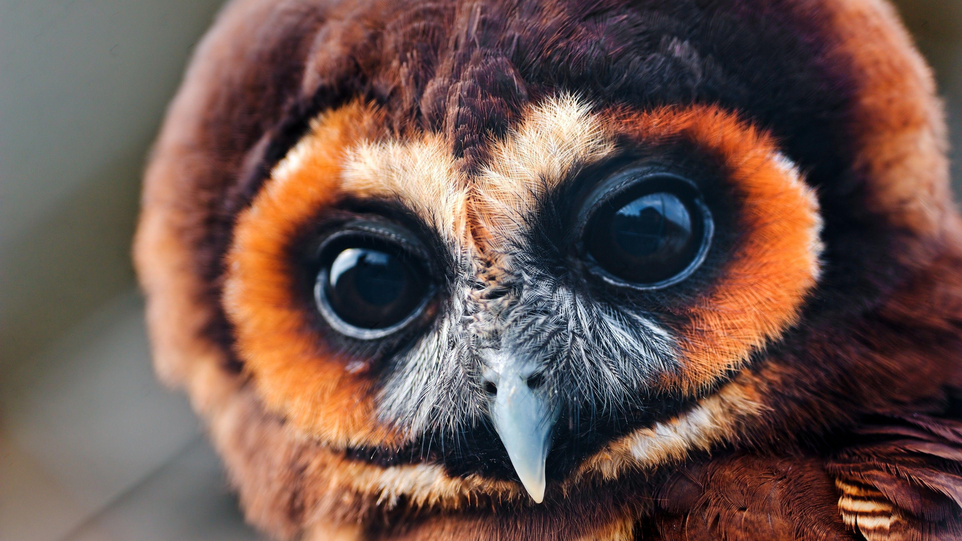 3840x2160 Wallpaper Owl, 5k, 4k wallpaper, National Geographic, Eyes