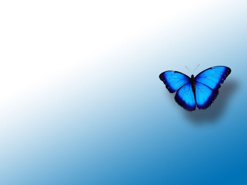1024x768 Tải xuống hình nền: bướm xanh trên nền, tải ảnh
