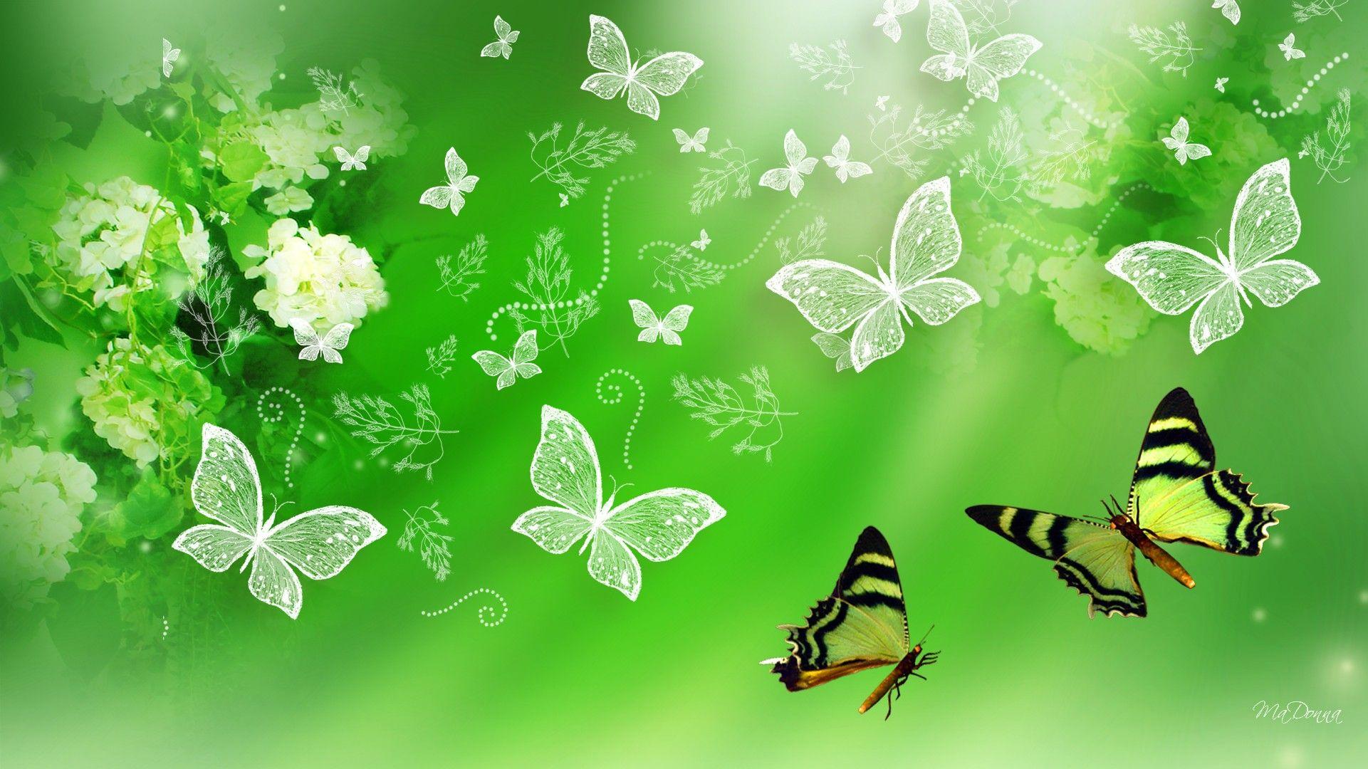 1921x1080 1592) Green Butterfly HD Desktop Wallpaper