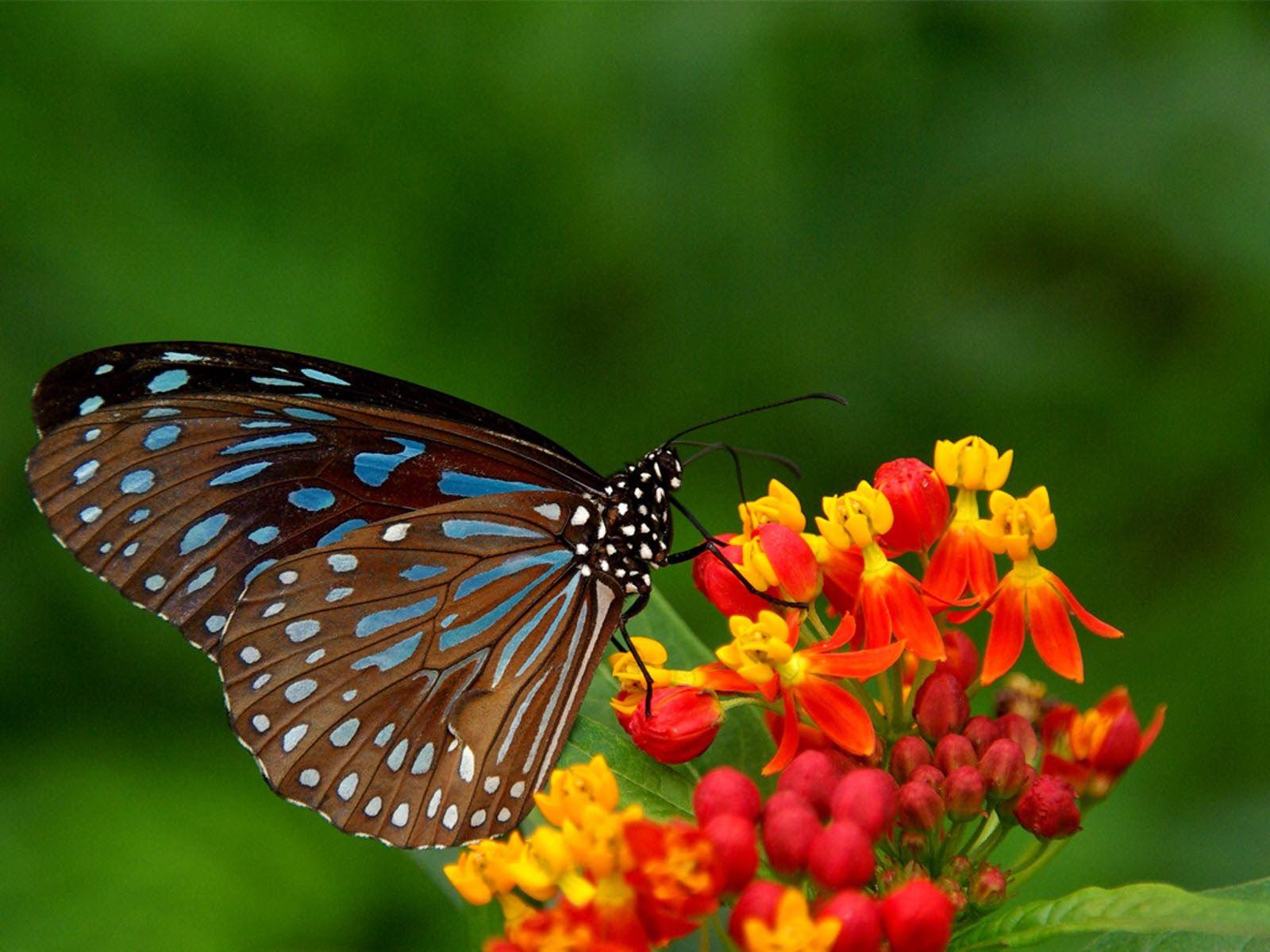 1600x1200 Clovisso Wallpaper Gallery: Butterfly Desktop Background