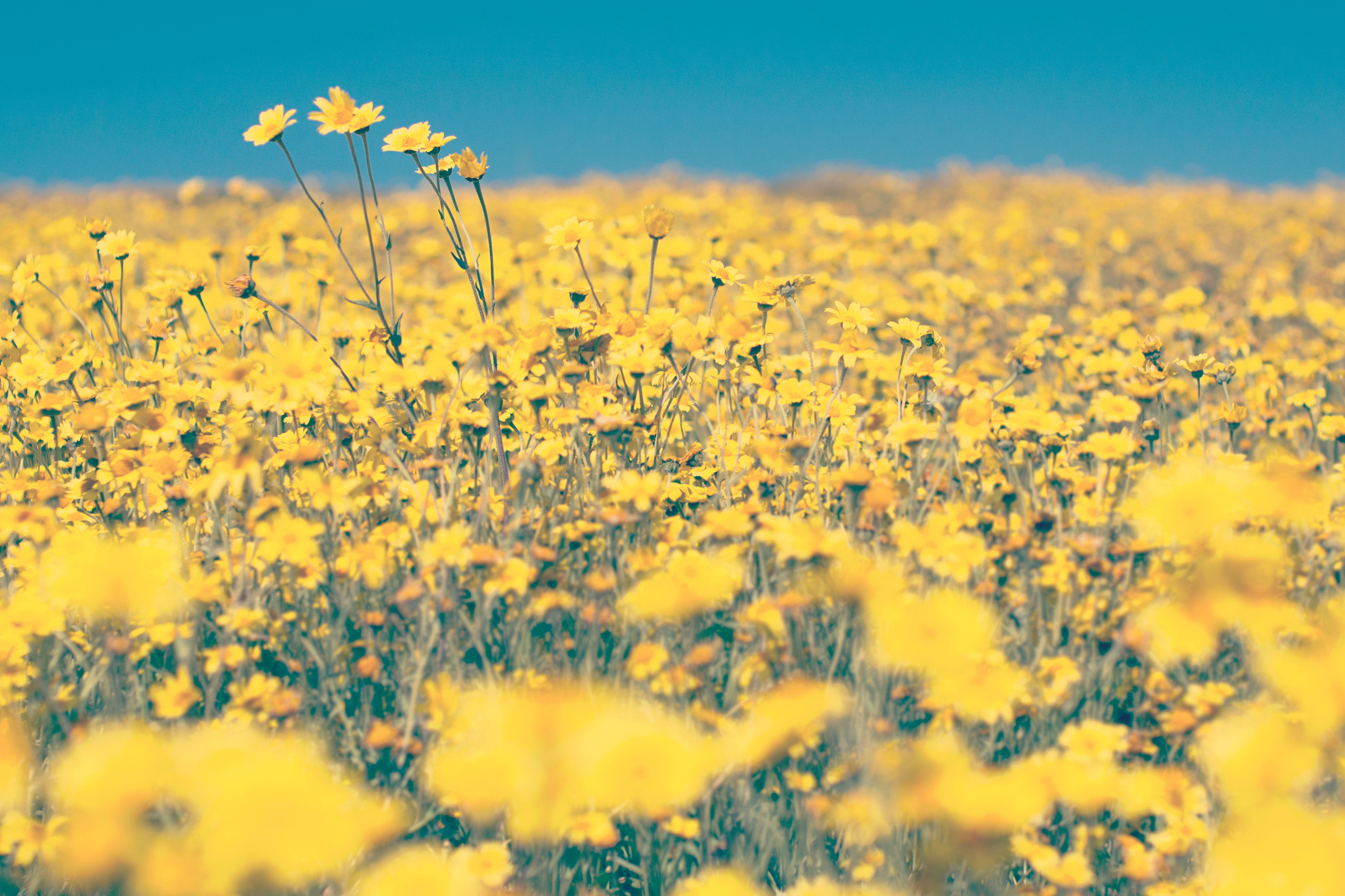 Hình nền hoa hướng dương aesthetic màu vàng: Hình nền hướng dương màu vàng tươi sáng sẽ khiến bạn cảm thấy vui vẻ và năng động. Quan sát những bông hoa được xếp hàng ngay trên màn hình điện thoại hay máy tính của bạn sẽ giúp bạn giảm stress và cảm thấy thư giãn hơn.
