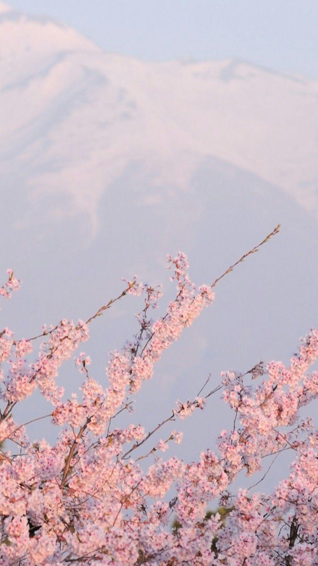 1080x1920 hình nền sakura.  Kawaii Aesthetic năm 2019. Màu hồng
