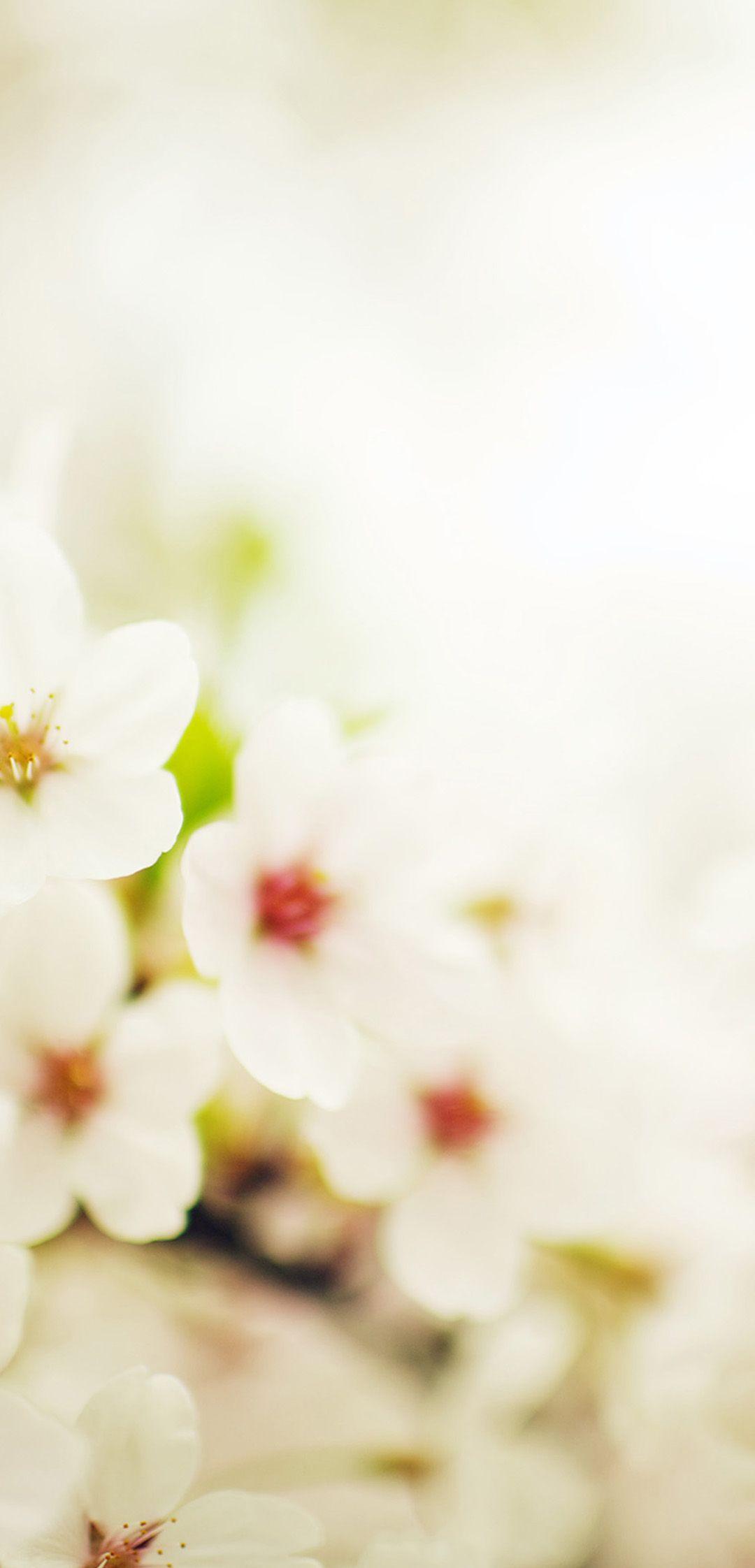 1080x2244 Huawei Mate 20x For Blossom Cherry Spring Sakura Nature