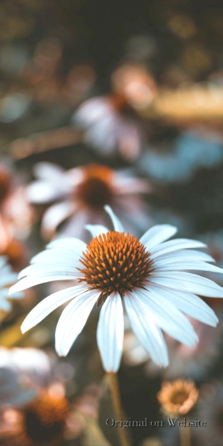 720x1440 iPhone Wallpaper Aesthetic- Common Daisy