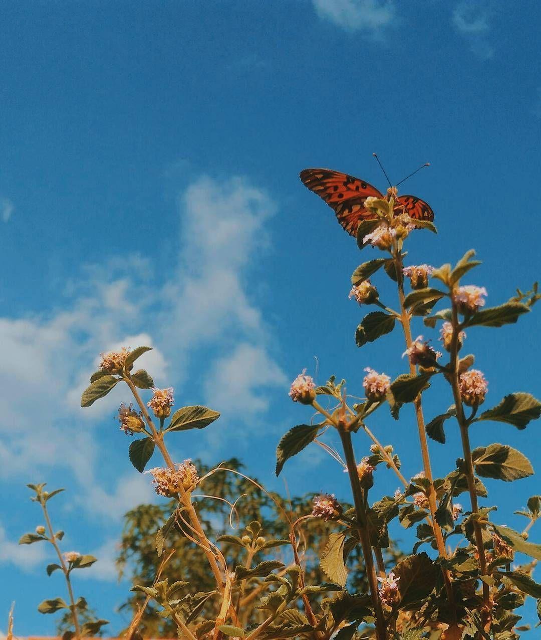 1080x1276 Con bướm bay đi.  Hình nền thẩm mỹ, Thẩm mỹ mùa xuân, Hình nền bướm xanh
