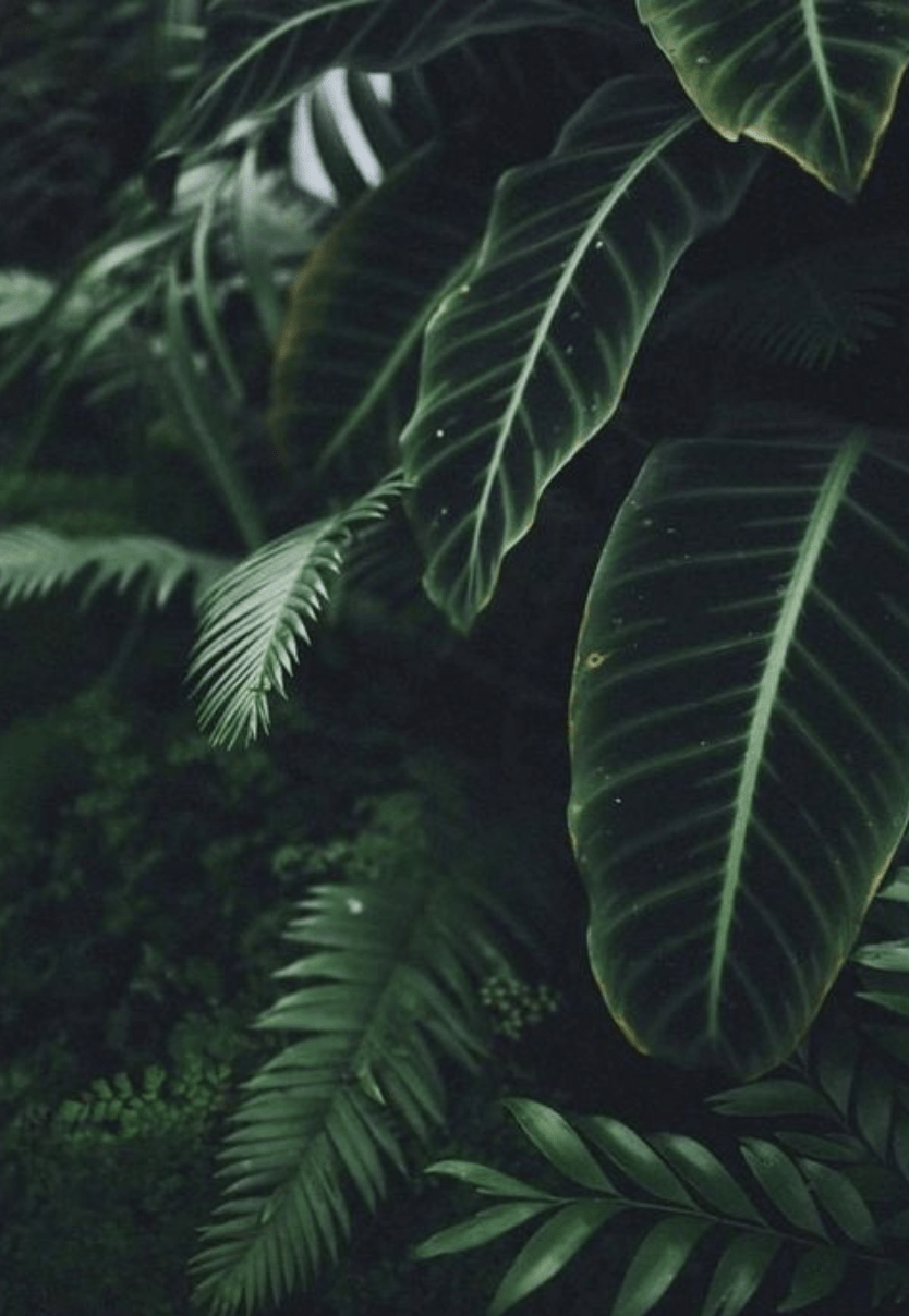 834x1208 beachy banana leaf palm trees. hawaii aesthetic. #hawaii