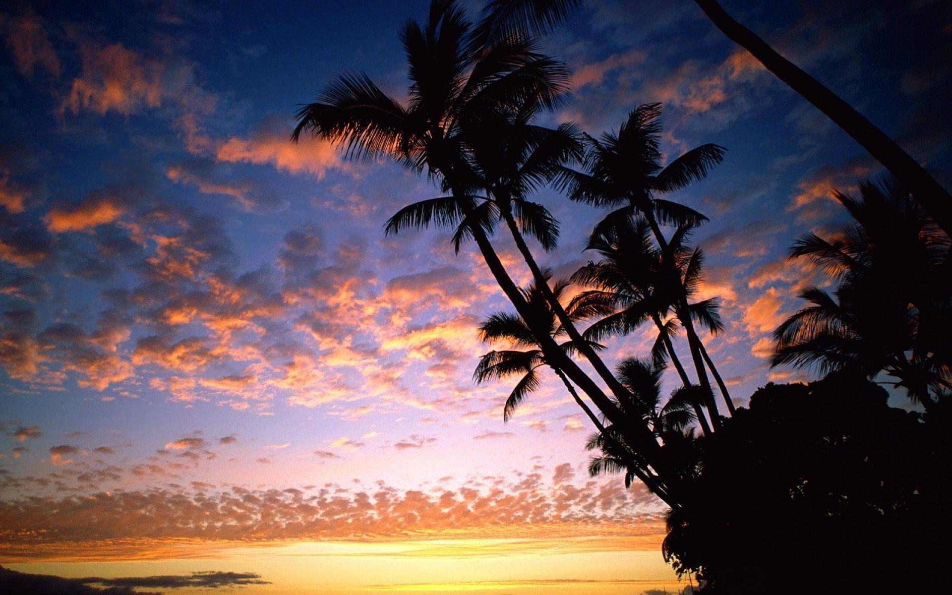 Aesthetic Hawaii Wallpapers Top Free Aesthetic Hawaii Backgrounds Wallpaperaccess