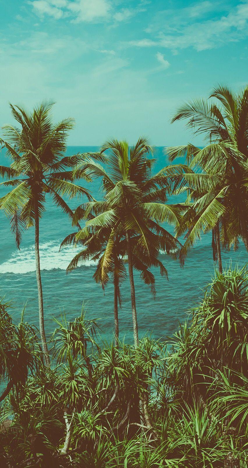 Tropical Aesthetic Wallpapers Top Free Tropical Aesthetic Backgrounds Wallpaperaccess Image shared by tropical x blog. tropical aesthetic wallpapers top