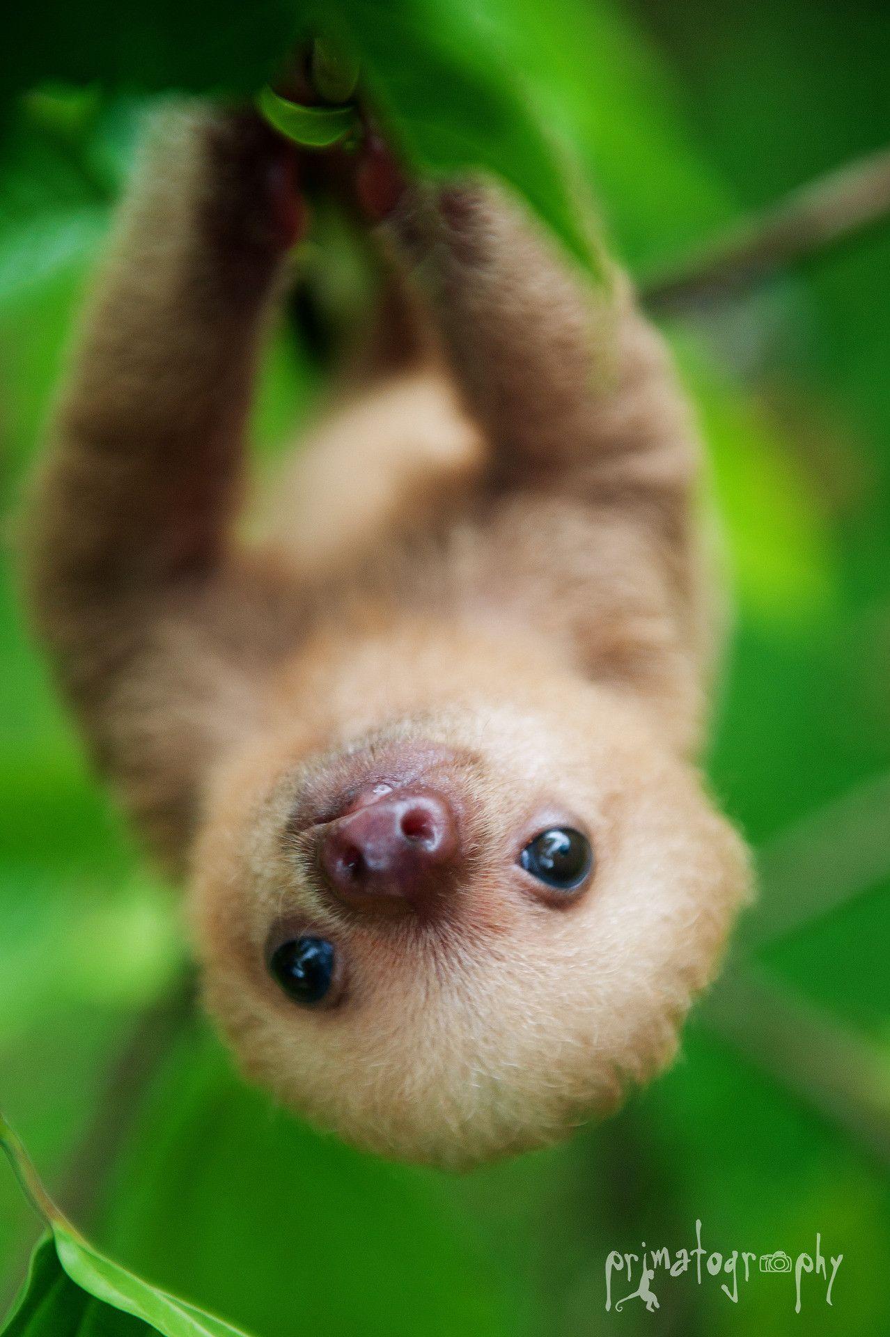 sloth pc wallpaper